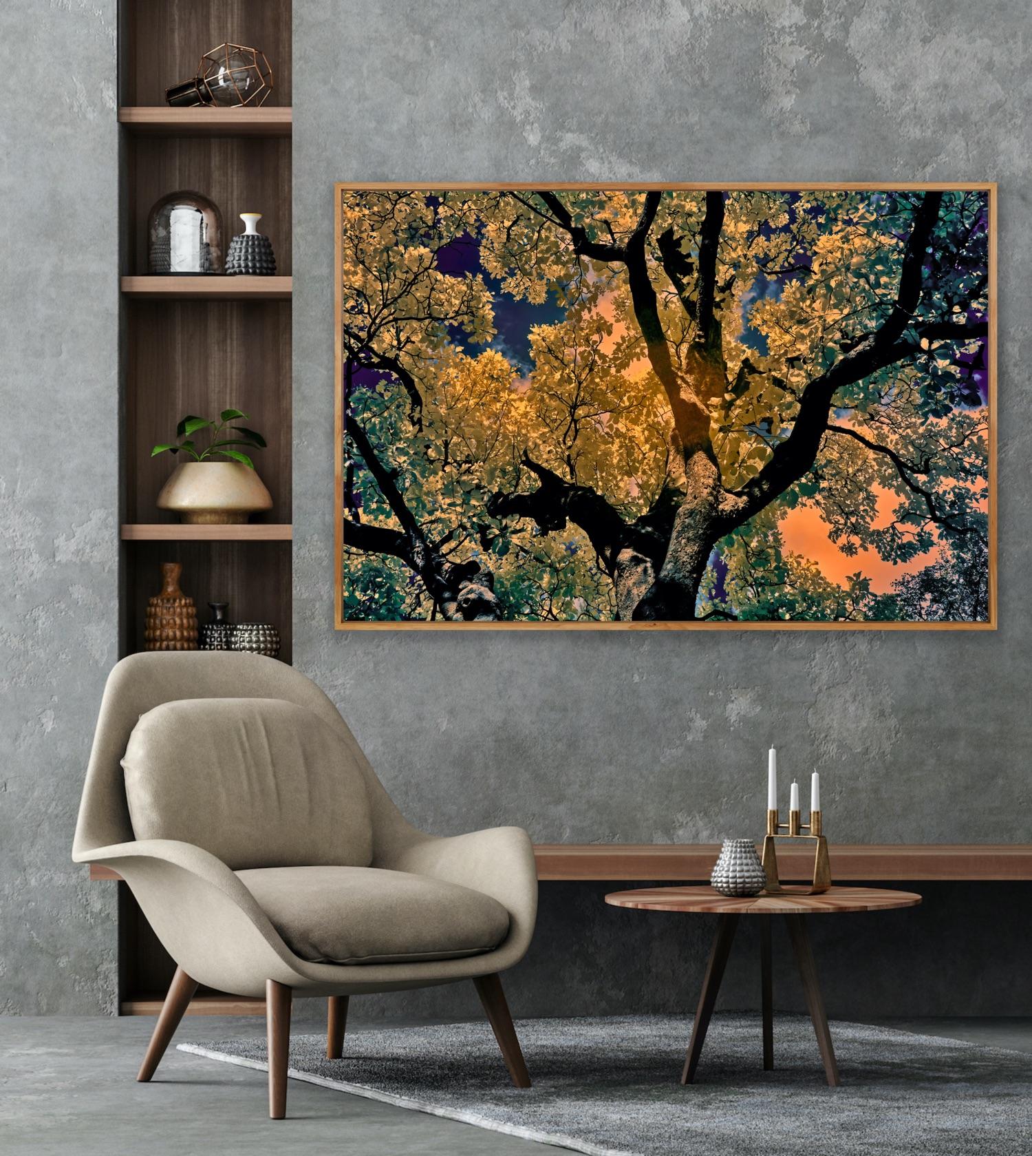 Nature Tree Landscape Große Fotografie Wildlife Indien Orange Blau Edition 4/8 im Angebot 4