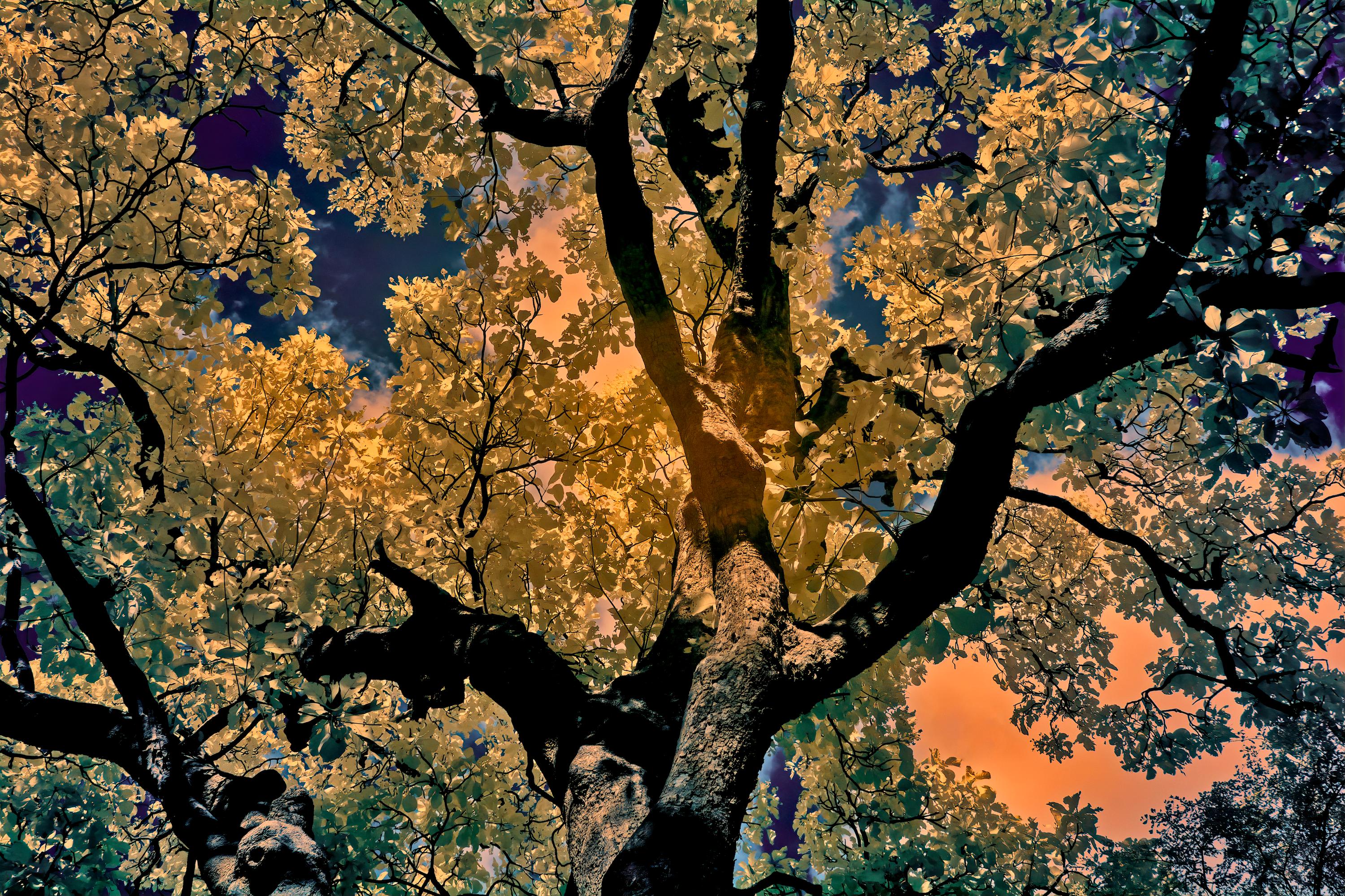 Aditya Dicky Singh Color Photograph – Nature Tree Landscape Große Fotografie Wildlife Indien Orange Blau Edition 4/8