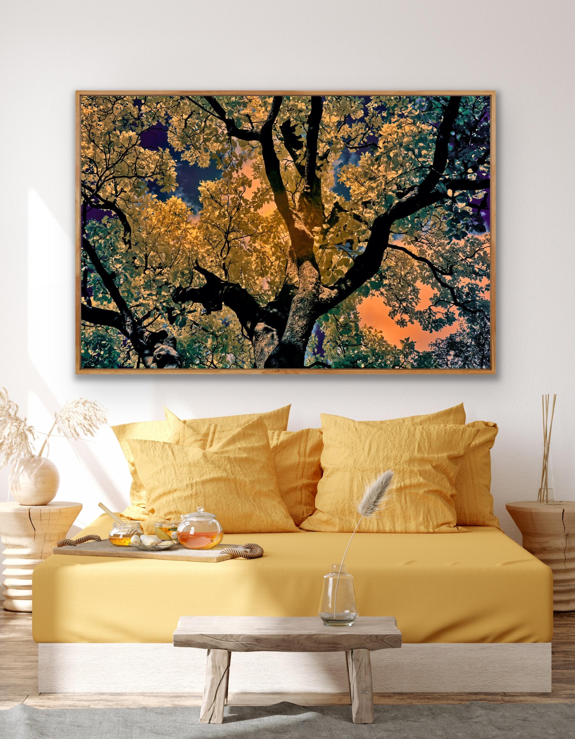 Nature Tree Landscape Large Photograph Wildlife India Orange Blue Edition 5/8 For Sale 14