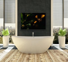 Paesaggio Fotografia Animali Animali Natura Rosa Farfalla India Foresta