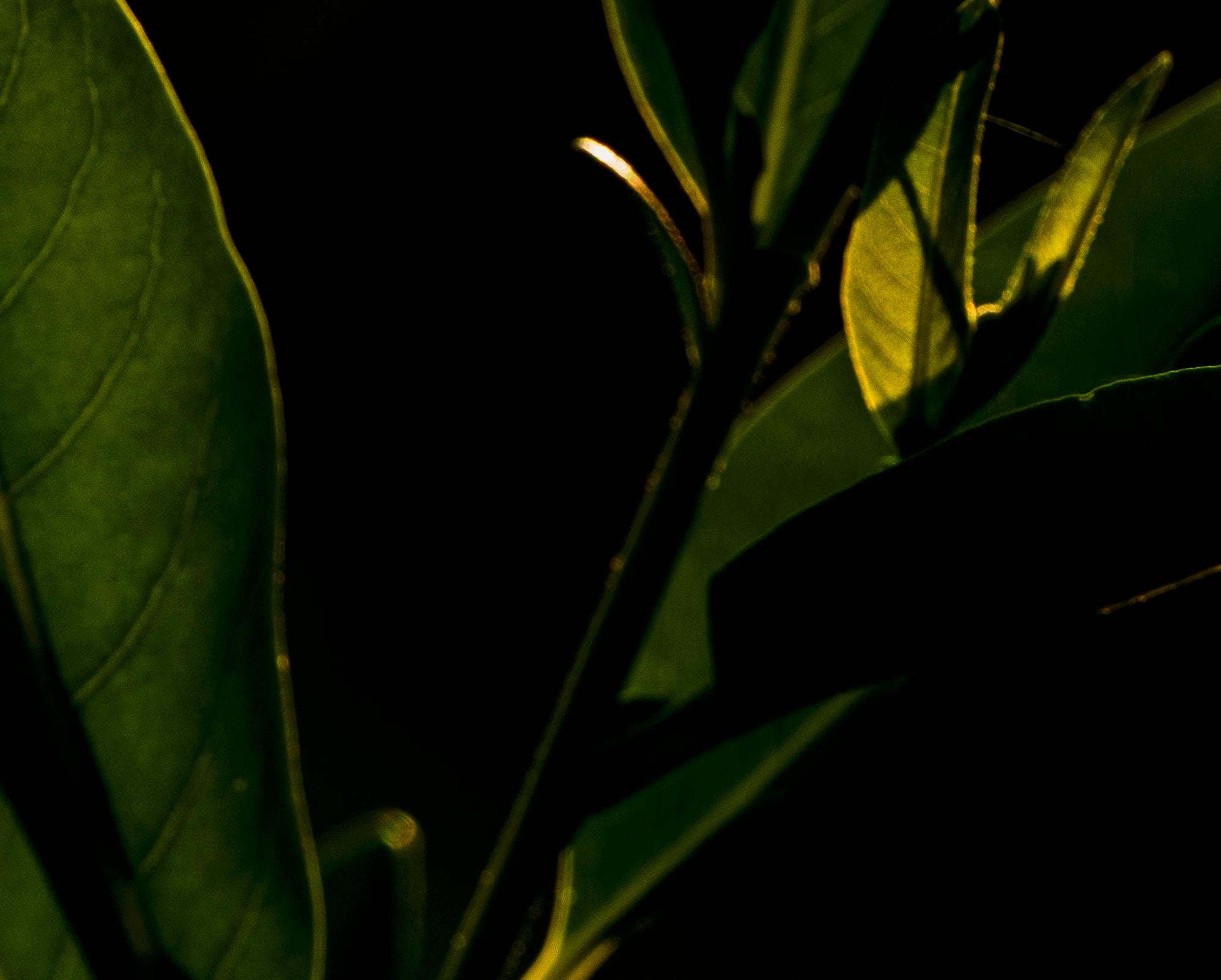 Landscape Photography Wildlife Trees Animal Nature Rose Butterfly India Forest For Sale 3