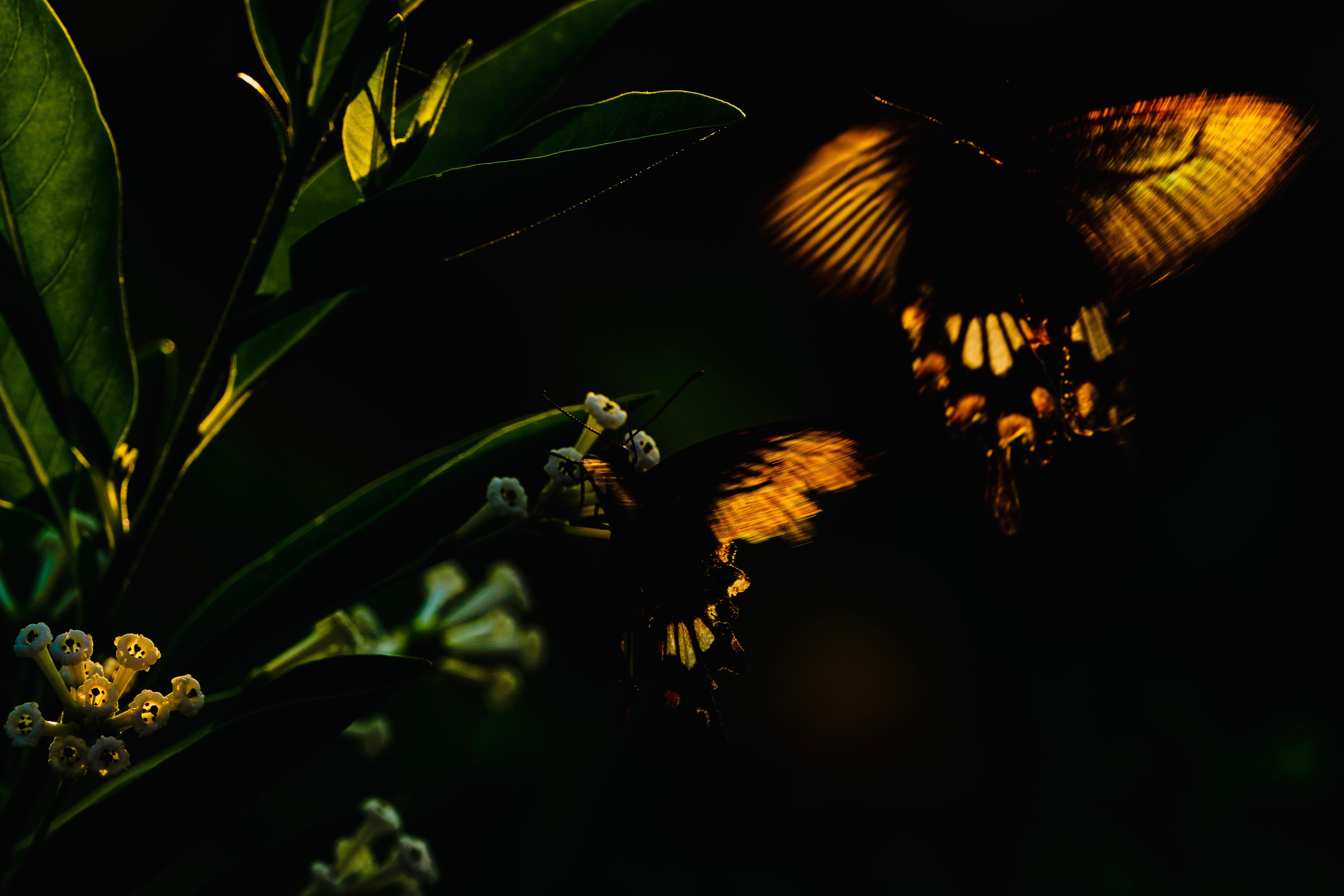 Landscape Photograph Aditya Dicky Singh - Paysage Photographie Faune Arbres Animal Nature Rose Papillon Inde Forêt 