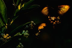 Paysage Photographie Faune Arbres Animal Nature Rose Papillon Inde Forêt 