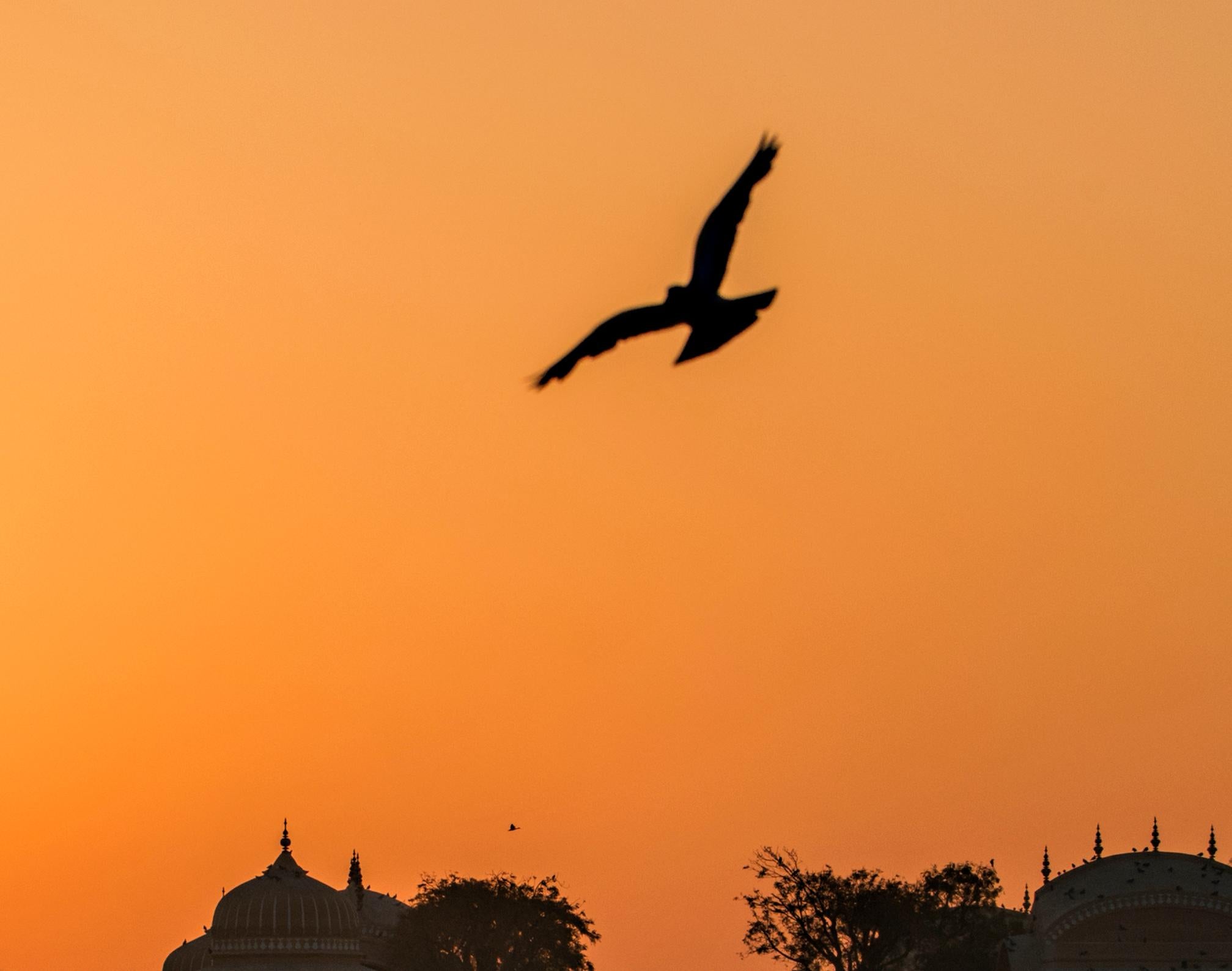 Sonnenuntergang Indien Orange Goldenes Licht See Palast Vogel Natur Tierwelt Foto (Zeitgenössisch), Print, von Aditya Dicky Singh