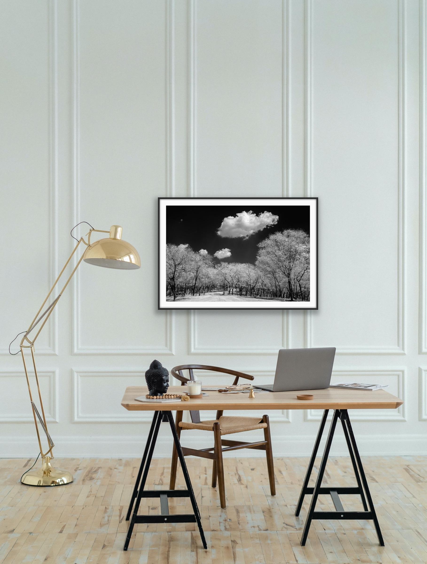 Surreal Black White Landscape Photograph Nature Wildlife India Trees Clouds For Sale 9