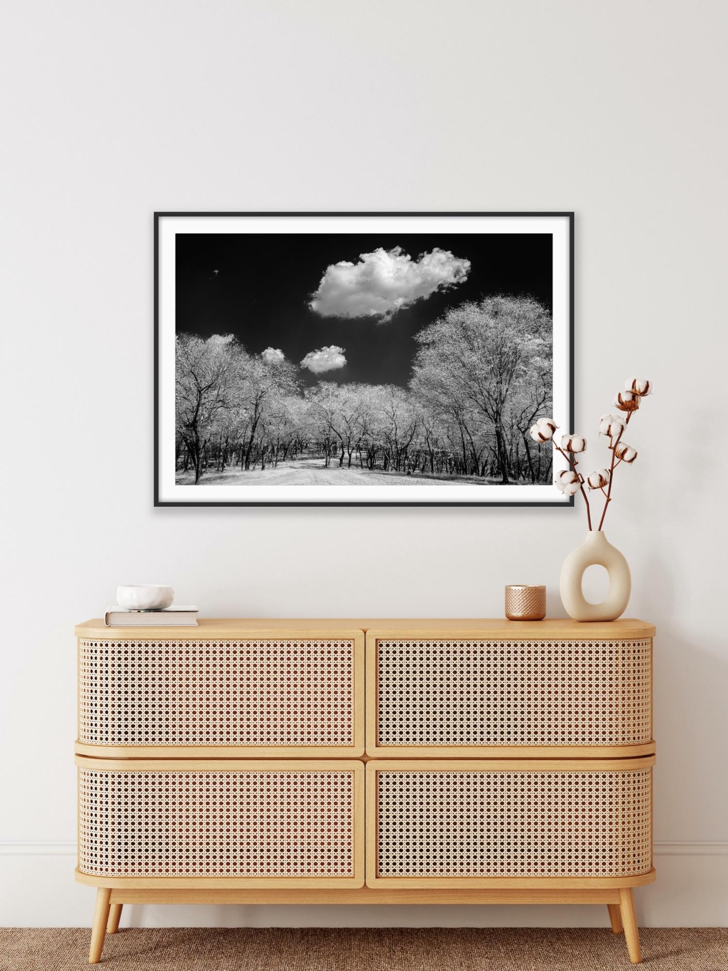 Surreal Black White Landscape Photograph Nature Wildlife India Trees Clouds For Sale 10