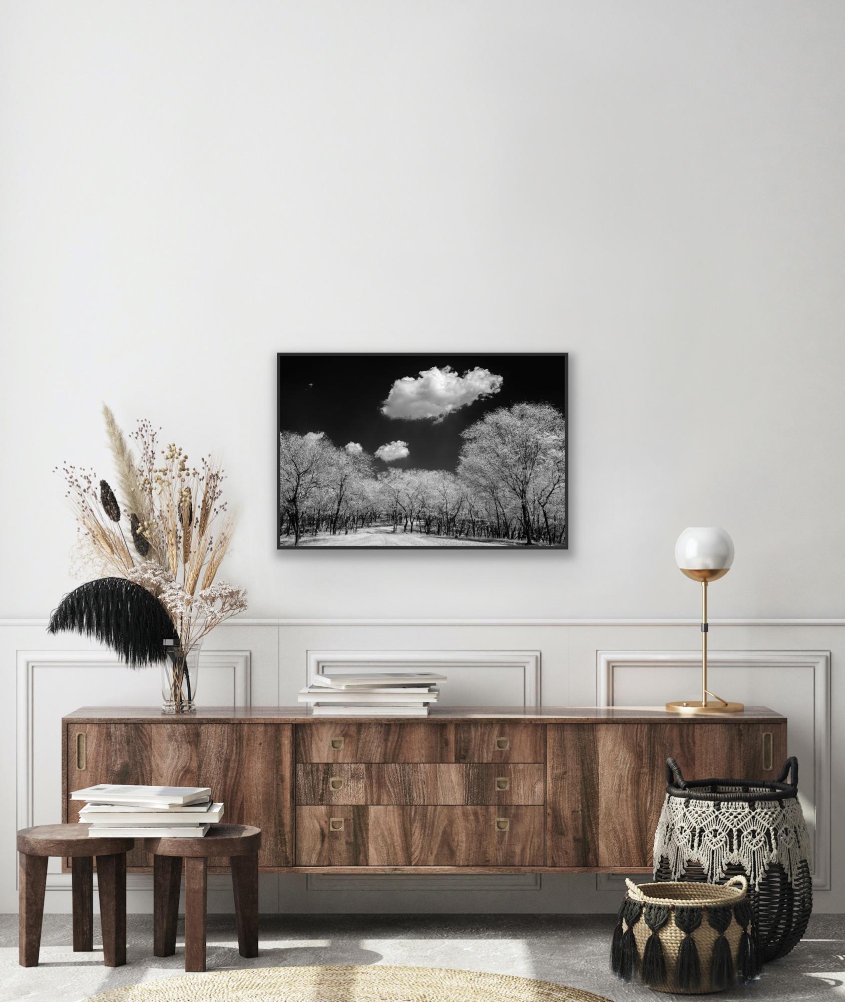 Surreal Black White Landscape Photograph Nature Wildlife India Trees Clouds For Sale 11