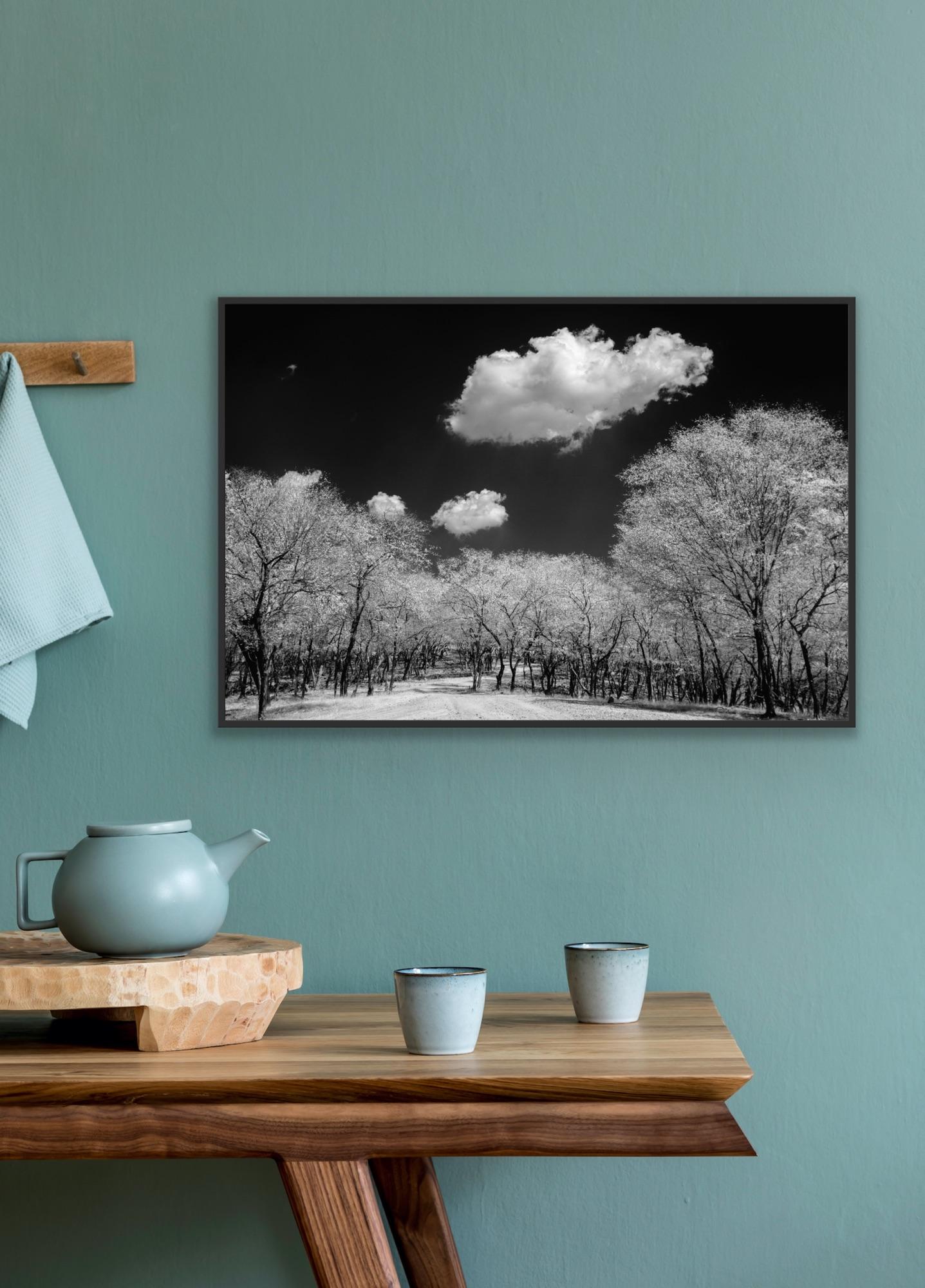 Surreal Black White Landscape Photograph Nature Wildlife India Trees Clouds For Sale 12