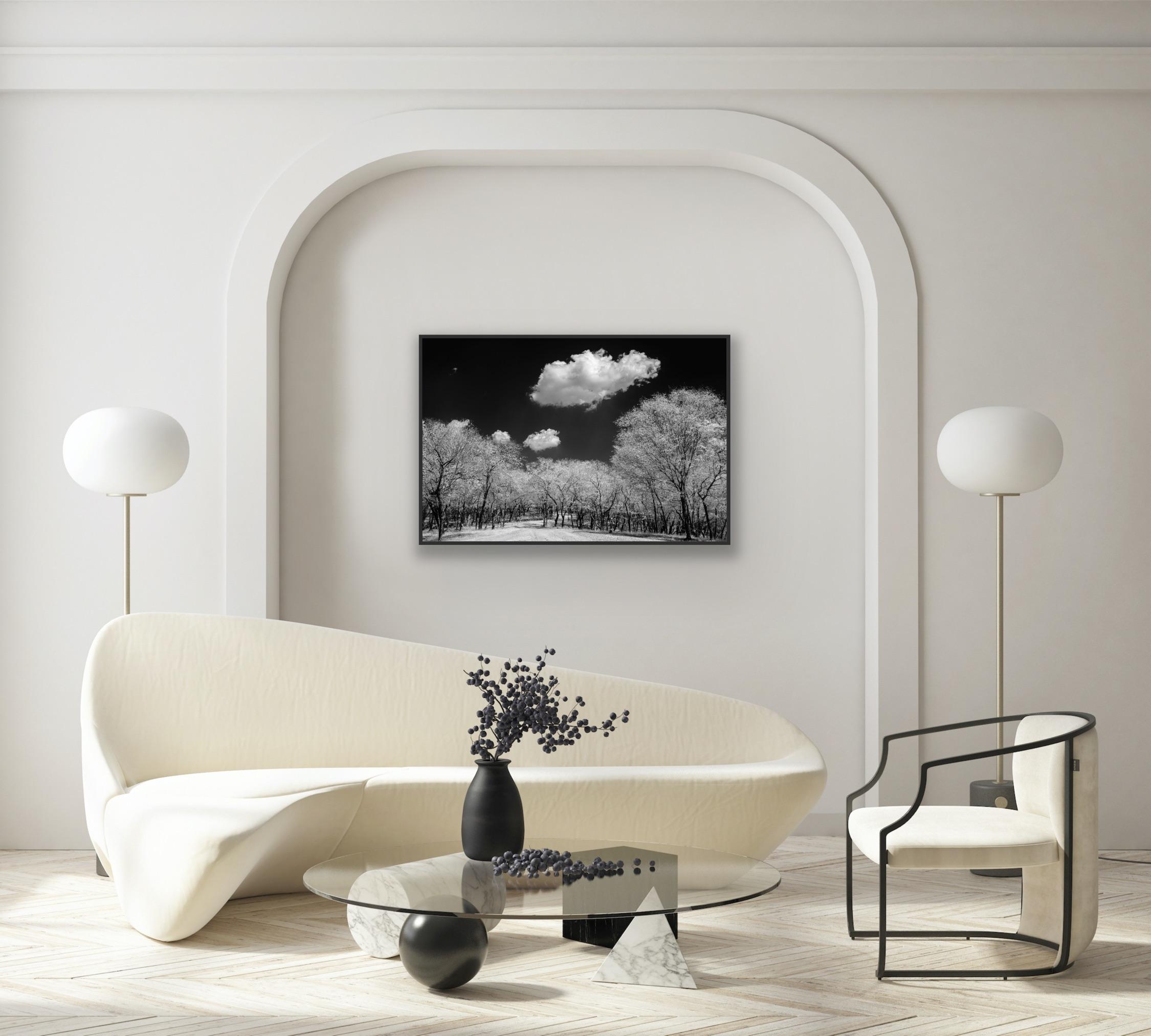 Surreal Black White Landscape Photograph Nature Wildlife India Trees Clouds For Sale 13