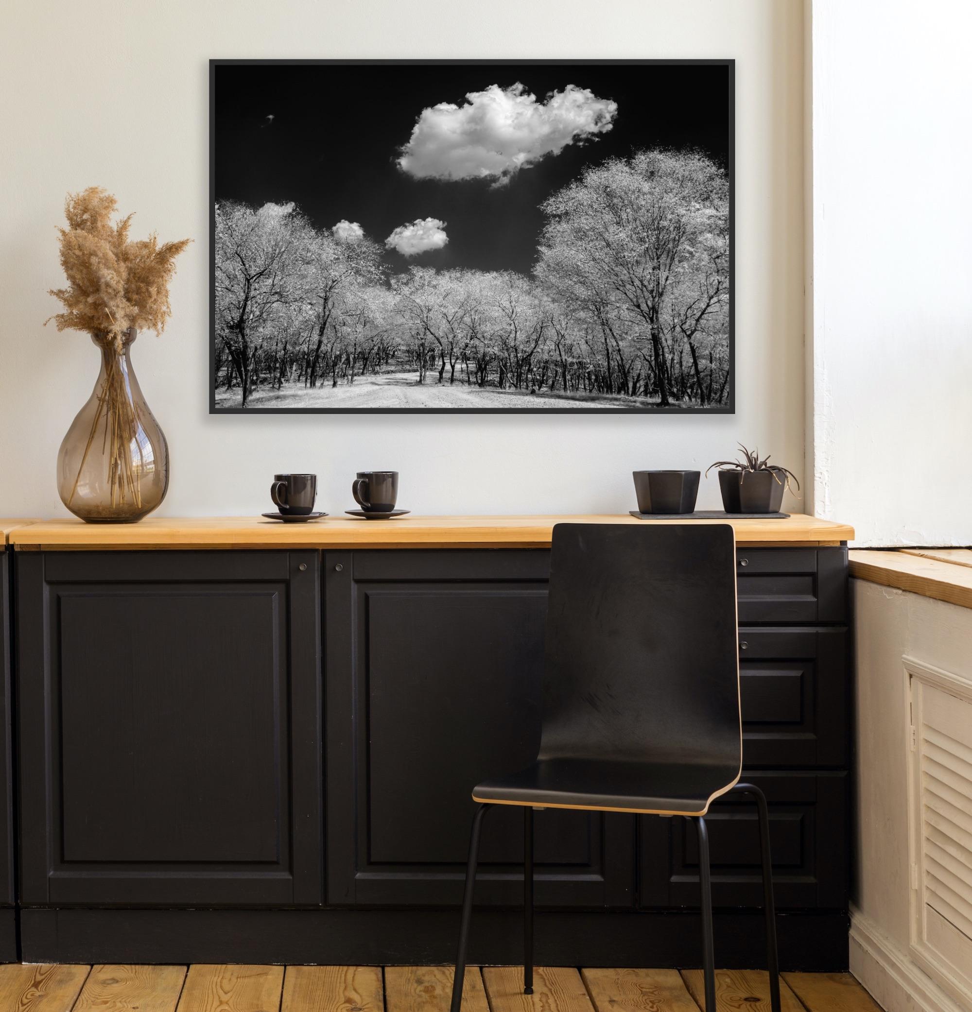 Surreal Black White Landscape Photograph Nature Wildlife India Trees Clouds For Sale 16