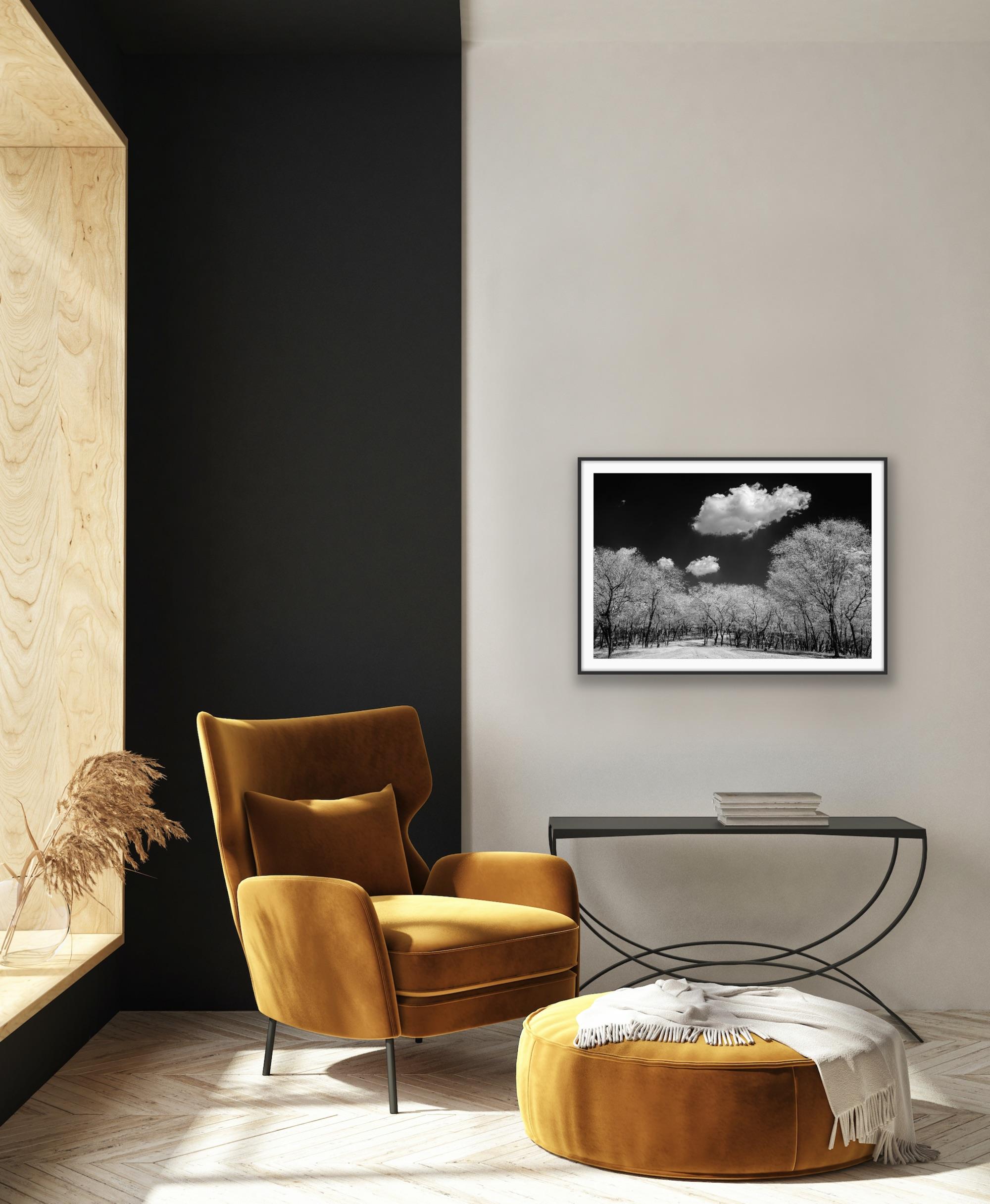 Photographie de paysage surréaliste en noir et blanc - Nature - Oiseaux sauvages - arbres de l'Inde en vente 15