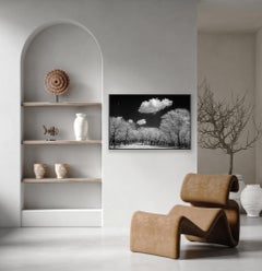 Surreal Black White Landscape Photograph Nature Wildlife India Trees Clouds