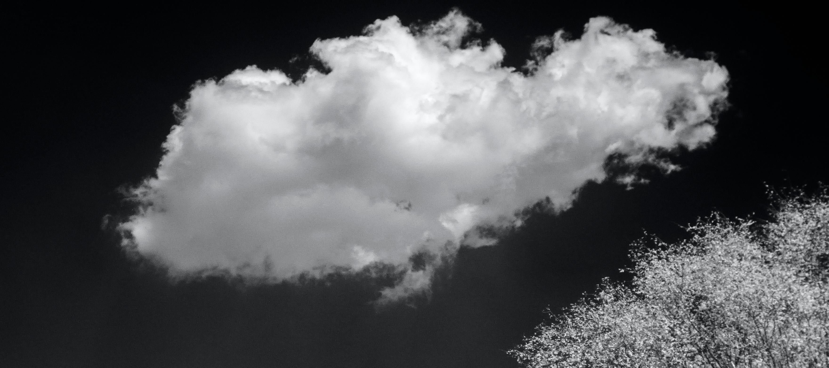 Photographie de paysage surréaliste en noir et blanc - Nature - Oiseaux sauvages - arbres de l'Inde en vente 1