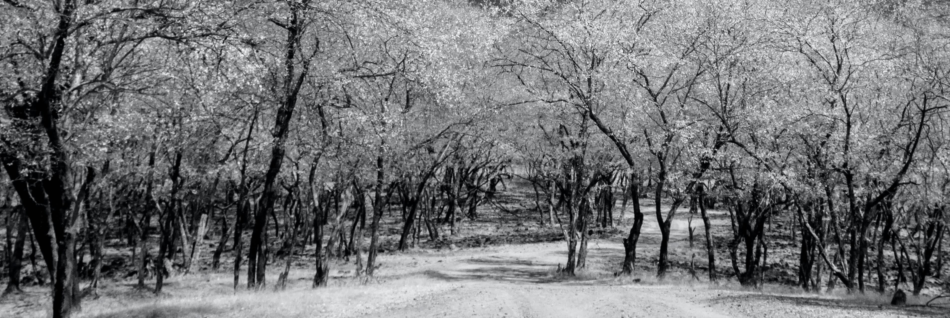 Photographie de paysage surréaliste en noir et blanc - Nature - Oiseaux sauvages - arbres de l'Inde en vente 2