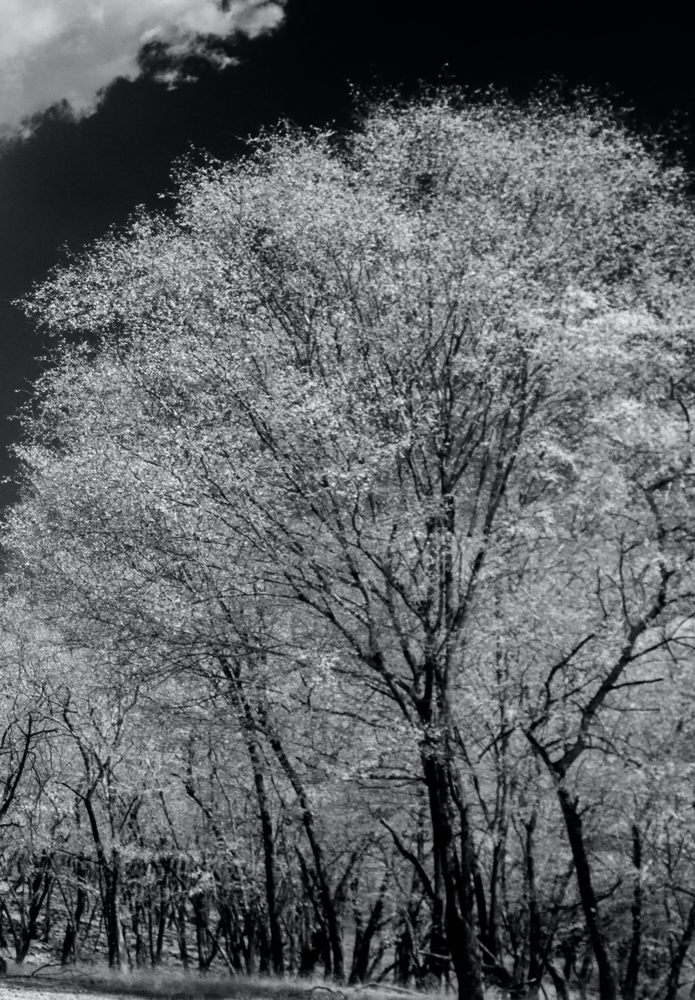 Photographie de paysage surréaliste en noir et blanc - Nature - Oiseaux sauvages - arbres de l'Inde en vente 4