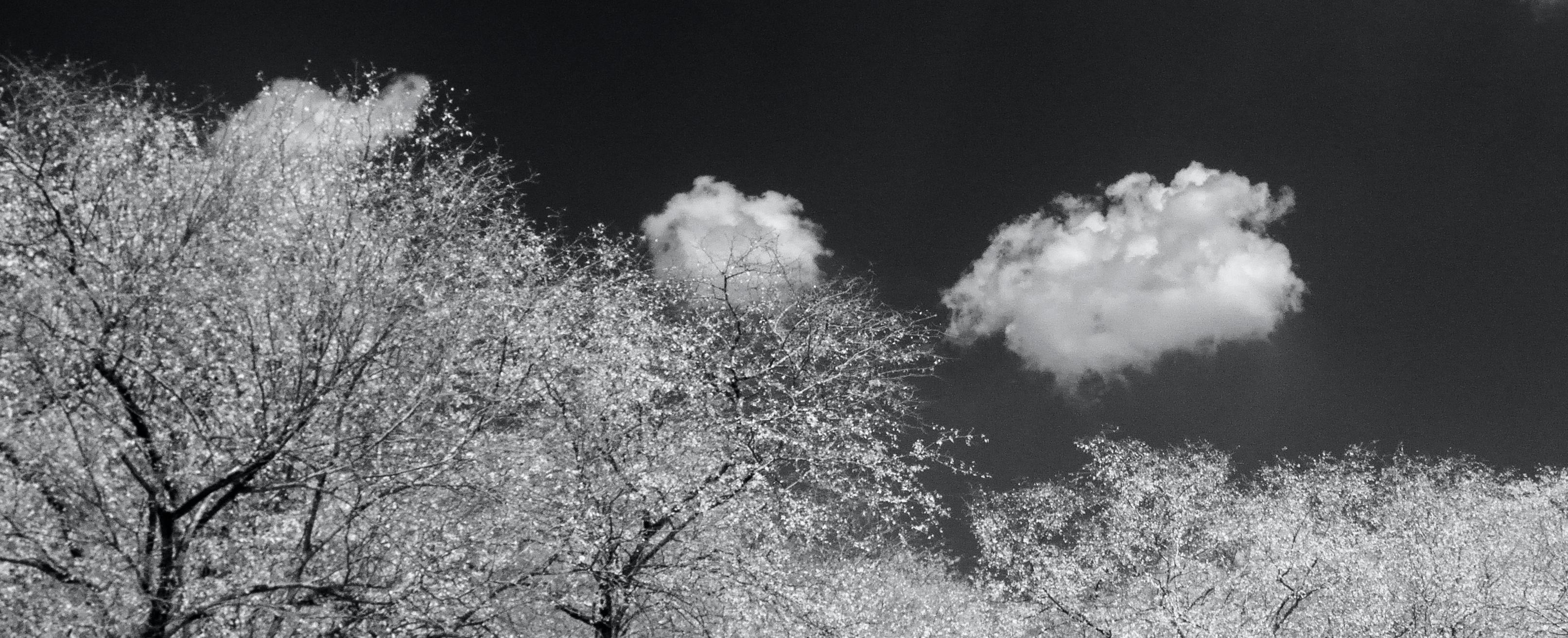 Surreal Black White Landscape Photograph Nature Wildlife India Trees Clouds For Sale 6