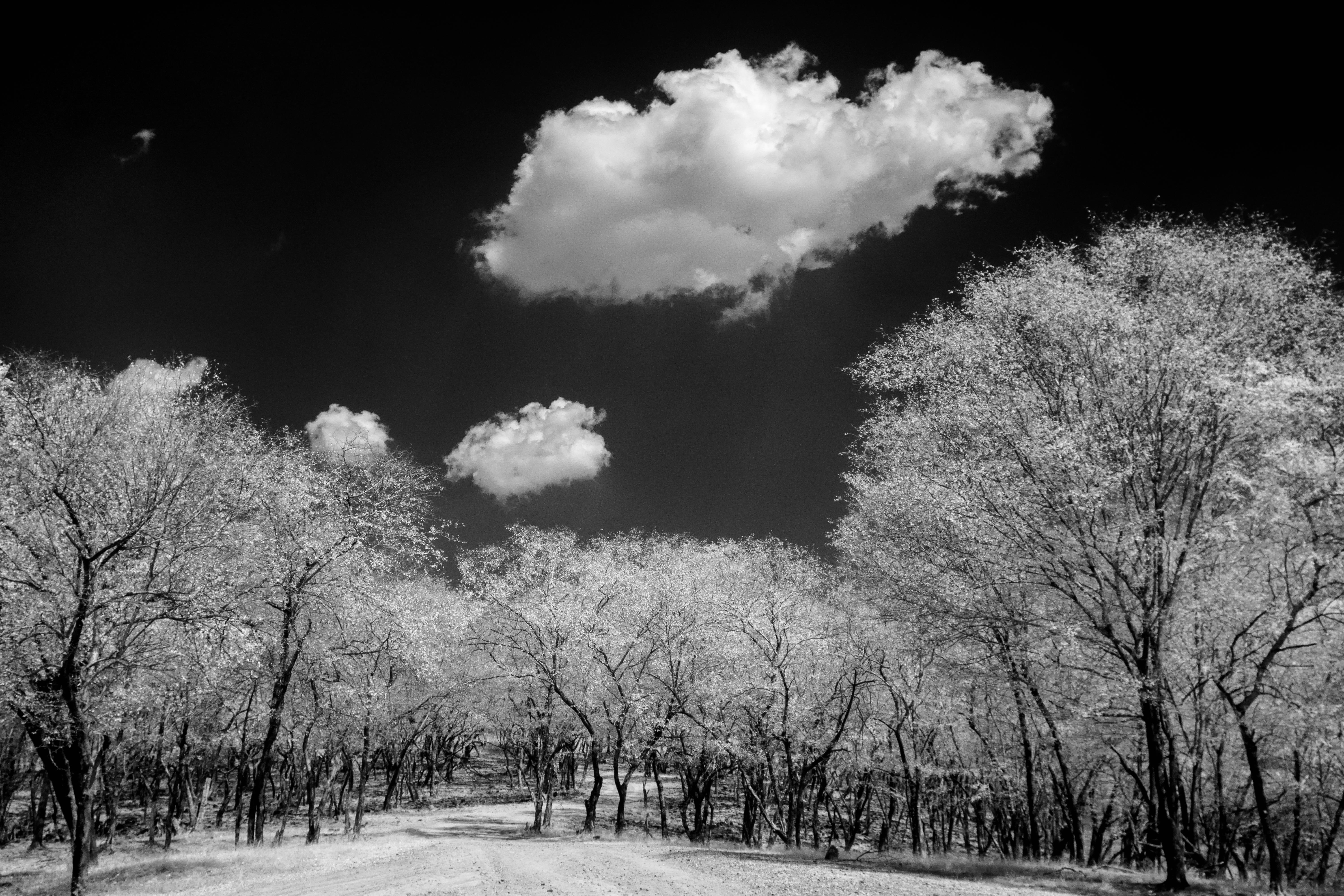 Aditya Dicky Singh Black and White Photograph - Surreal Black White Landscape Photograph Nature Wildlife India Trees Clouds