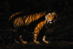 Nature Tiger Large Photograph Edition 2/8 India Forest Wildlife Night Shadows 