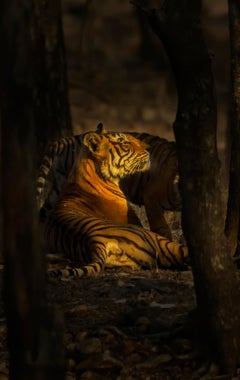 Animal Naturaleza Fotografía Tigre Naranja Grande 1/8 India Bosque Vida Silvestre Árboles