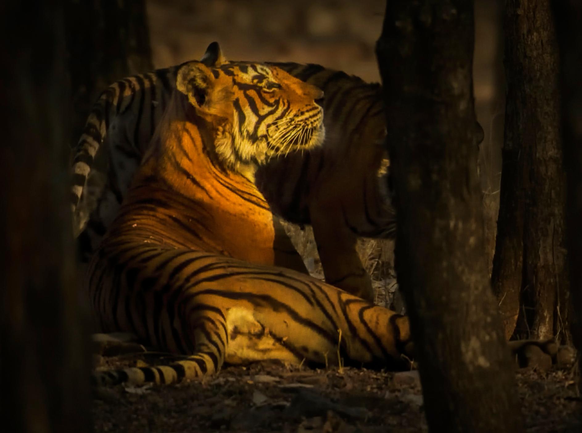 singha tiger
