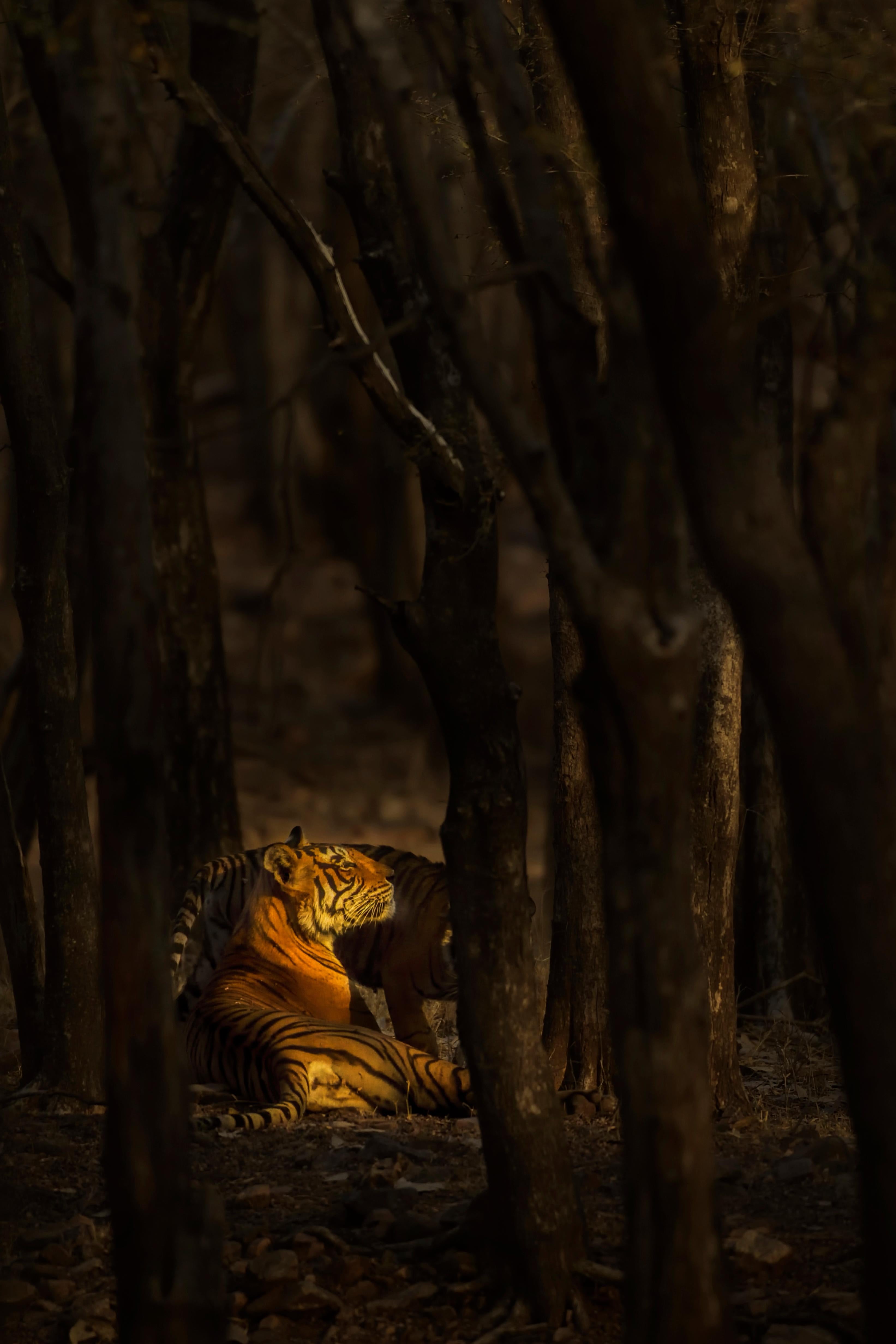 Aditya Dicky Singh Landscape Photograph - Animal Nature Photograph Tiger Orange Large 1/8 India Forest Wildlife Trees