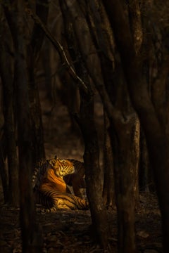Animal Nature Photograph Tiger Orange Large 1/8 India Forest Wildlife Trees