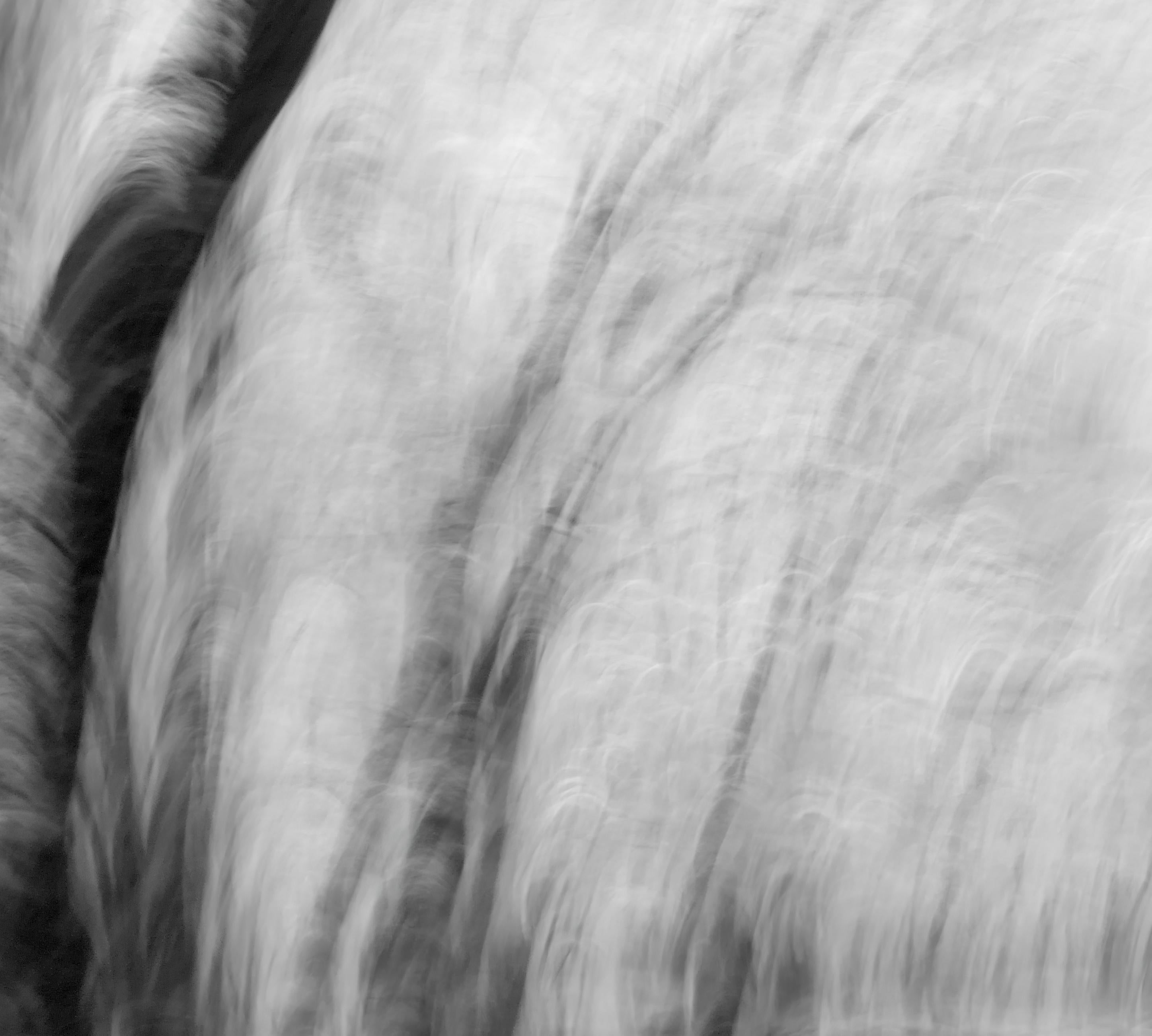  Landscape Photograph Nature Large Abstract Trees Wildlife India Black White - Gray Abstract Photograph by Aditya Dicky Singh