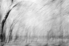 Large Abstract Tree 1 Ltd Edition Photograph Wildlife India Black White Nature