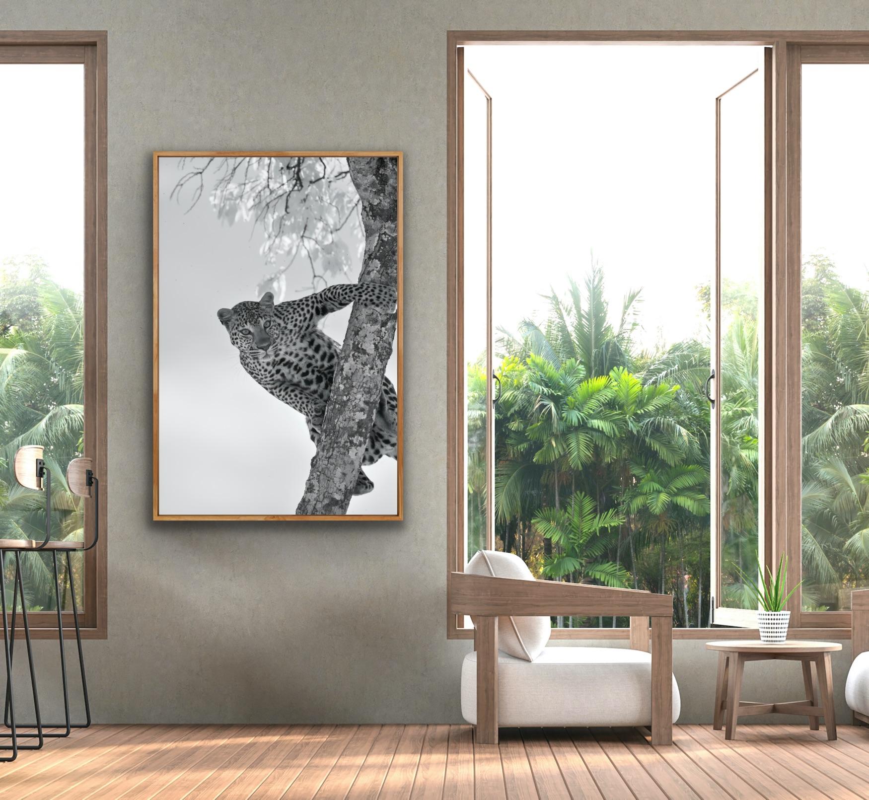 Wildlife Animal Landscape Large Photograph Leopard Tree Nature Infrared - Gray Black and White Photograph by Aditya Dicky Singh