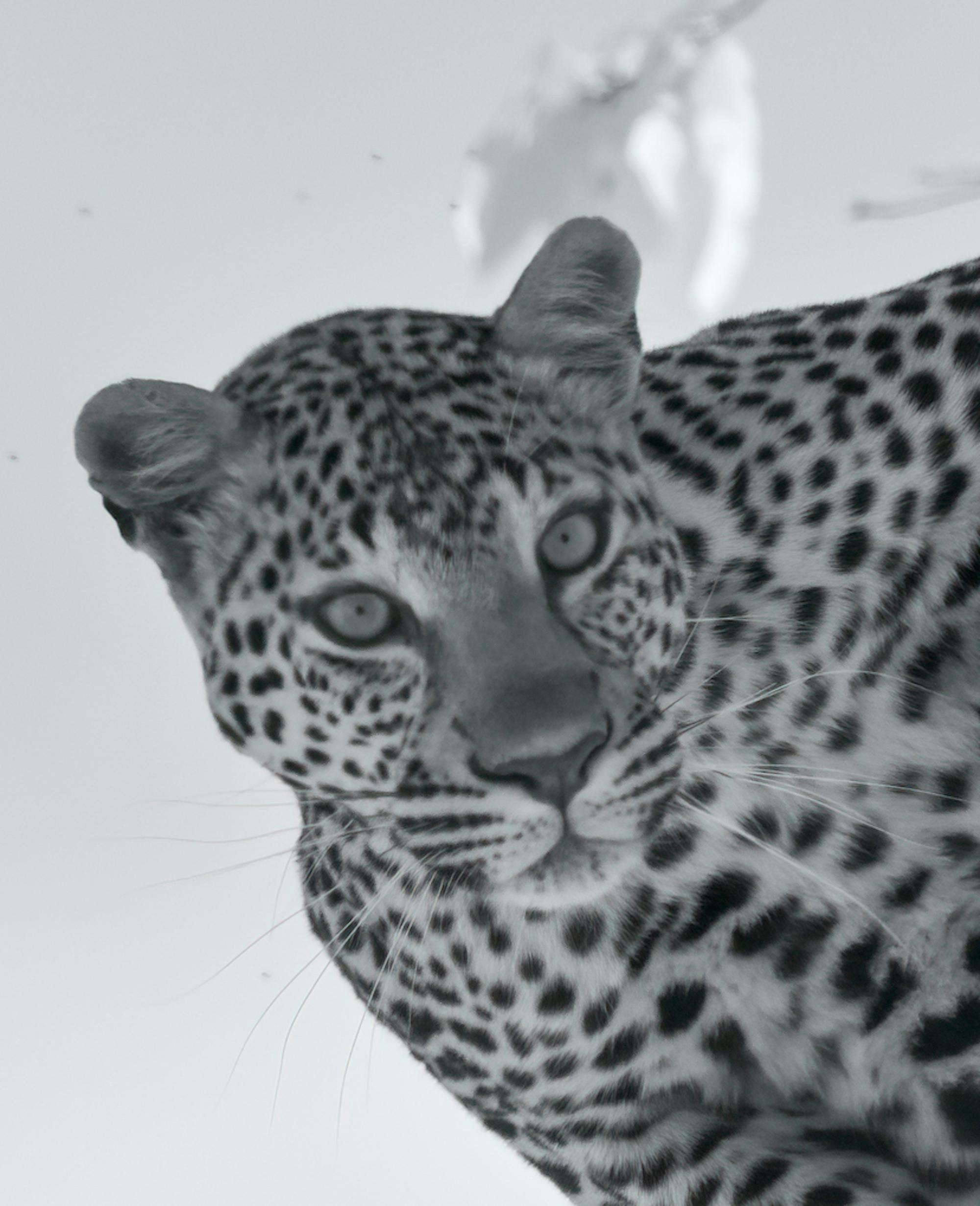 Animali selvatici Paesaggio Grande Fotografia Leopardo Albero Nature Infrarossi - Photograph Contemporaneo di Aditya Dicky Singh