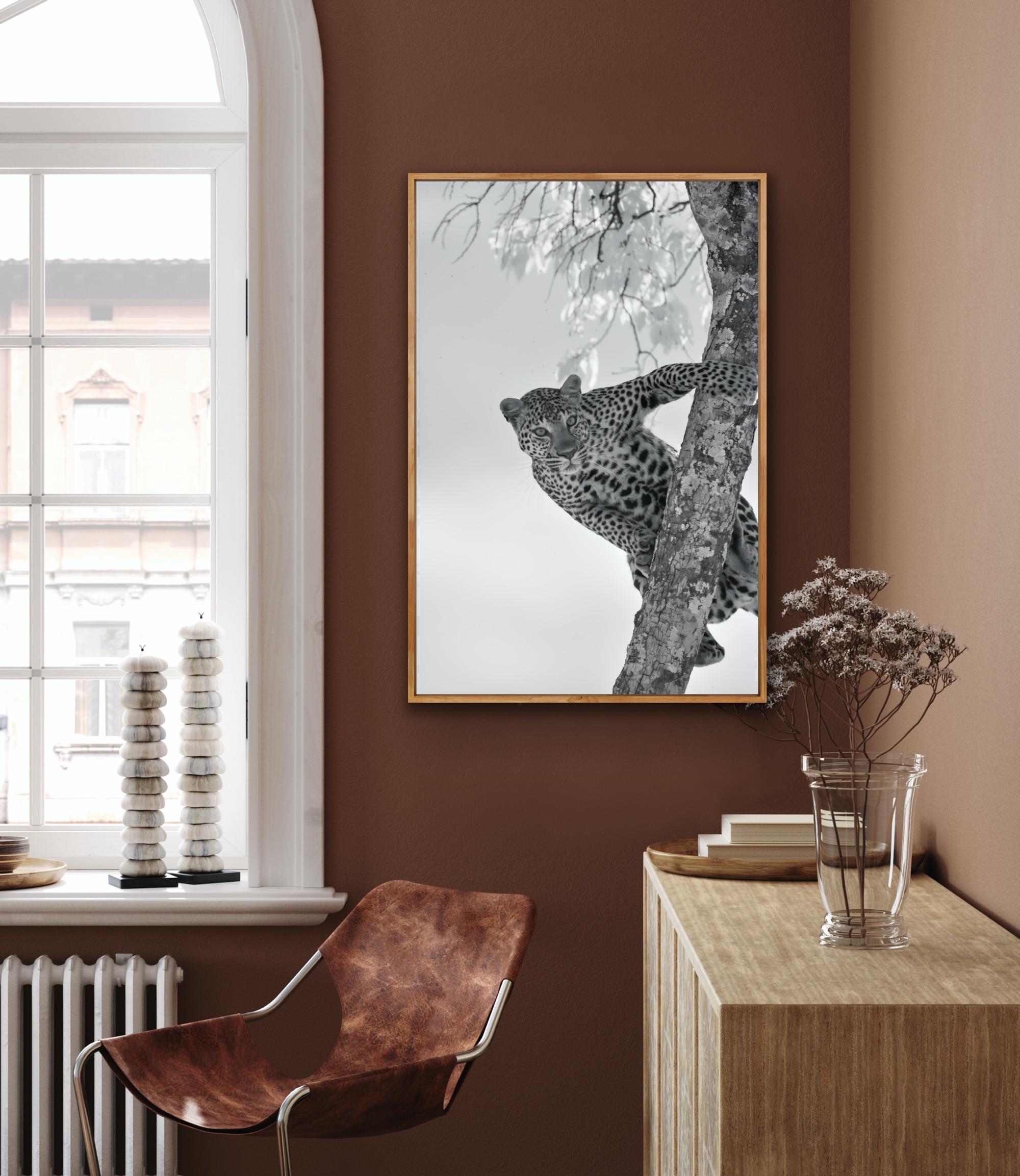 Wildtiere Tier Landschaft Großes Foto Leopard Baum Natur Infrarot (Grau), Landscape Photograph, von Aditya Dicky Singh