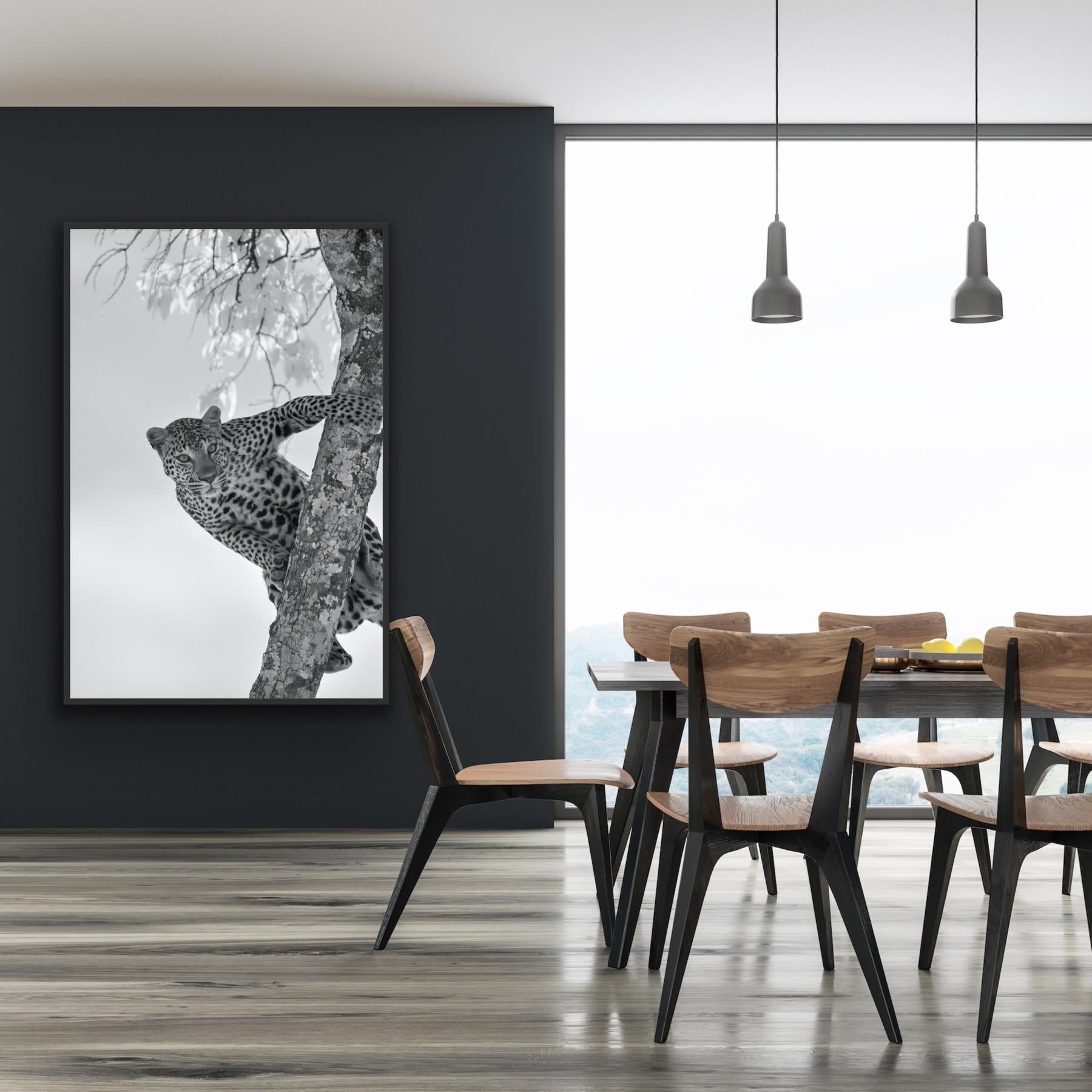 Wildlife Animal Landscape Large Photograph Leopard Tree Nature Infrared For Sale 2