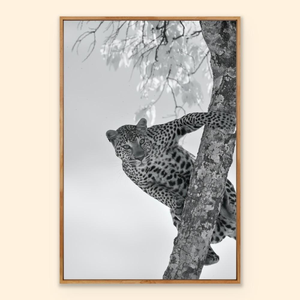 Wildtiere Tier Landschaft Großes Foto Leopard Baum Natur Infrarot 2