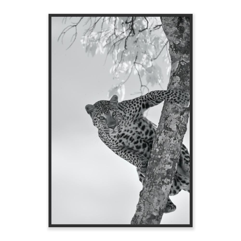 Wildtiere Tier Landschaft Großes Foto Leopard Baum Natur Infrarot 3