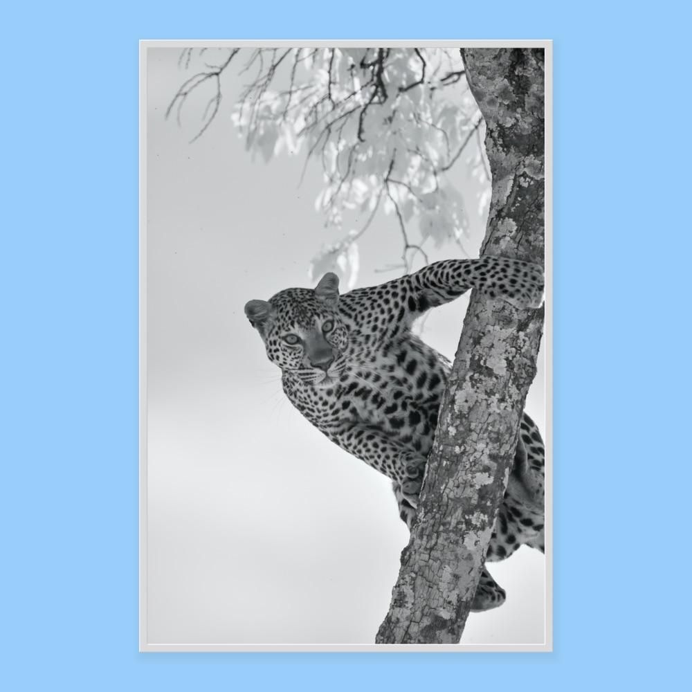 Wildtiere Tier Landschaft Großes Foto Leopard Baum Natur Infrarot 4
