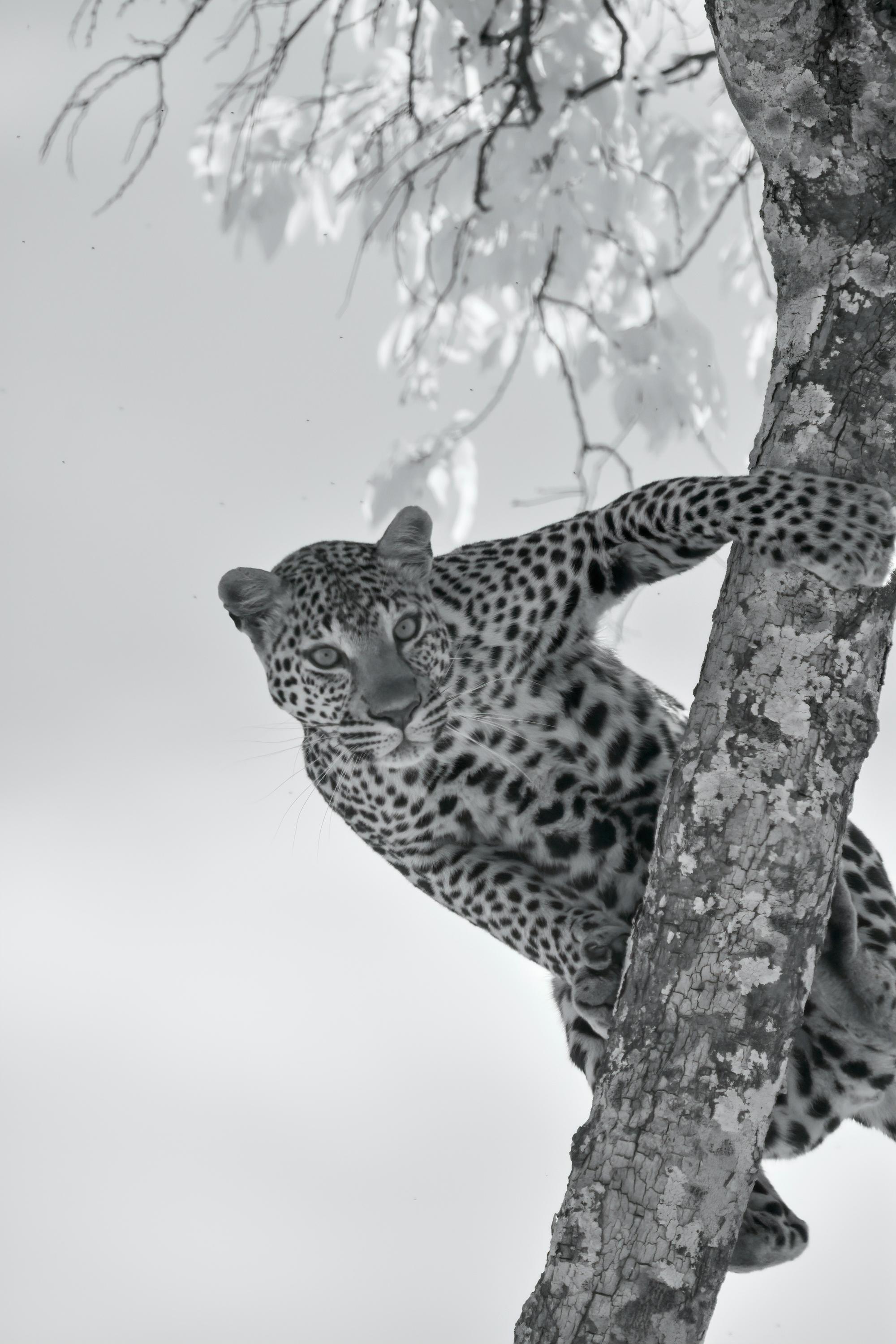 Aditya Dicky Singh Landscape Photograph – Wildtiere Tier Landschaft Großes Foto Leopard Baum Natur Infrarot