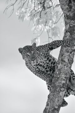 Wildtiere Tier Landschaft Großes Foto Leopard Baum Natur Infrarot