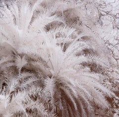 Nature Large Black & White Infrared Tiger Palm Trees Tiger River Wildlife India