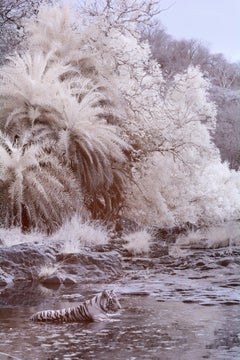 Nature Large Black & White Infrared Tiger Palm Trees Tiger River Wildlife India