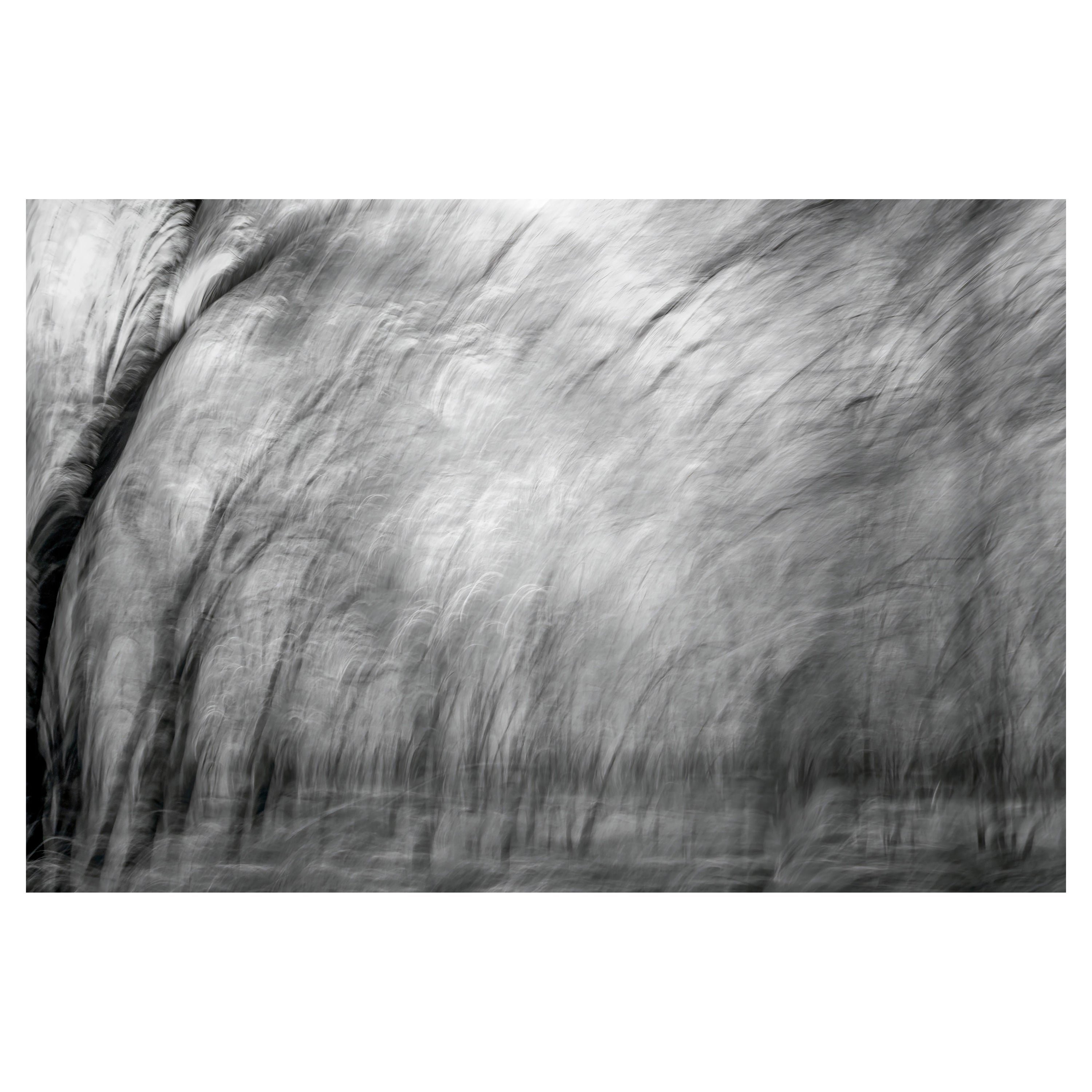 Wildlife Landscape Photograph Nature Large Abstract Trees India Black White