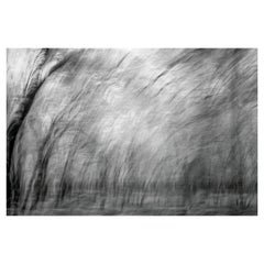 Wildlife Landscape Photograph Nature Large Abstract Trees India Black White