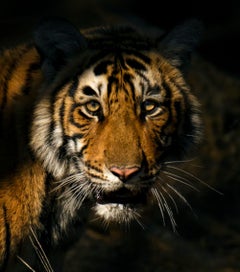 Wildlife Tiger Nature Large Colour Photograph Night Light India Forest