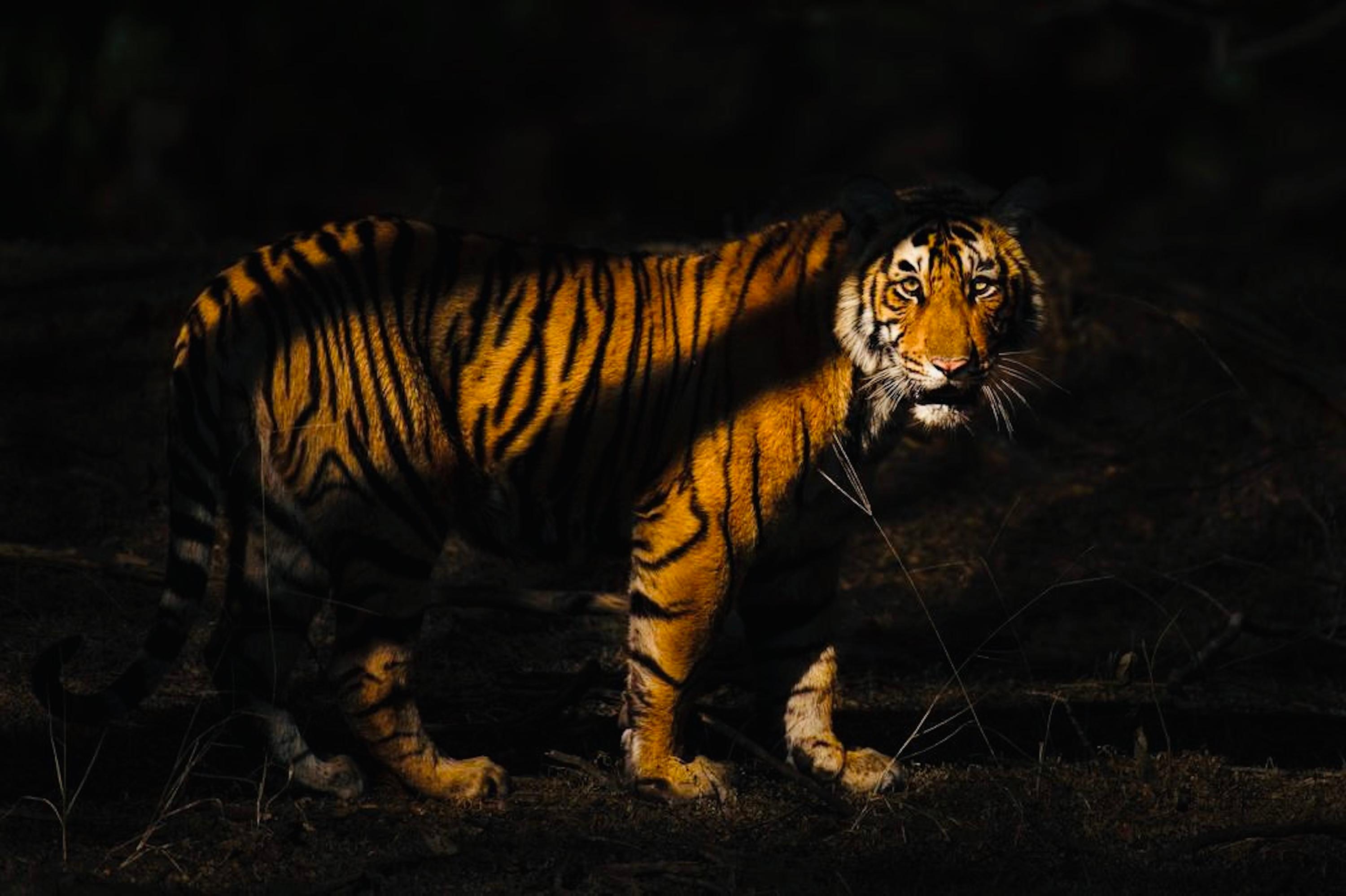 Color Photograph Aditya Dicky Singh - Wildlife Tiger Nature Large Colour Photograph Night Light India Forest