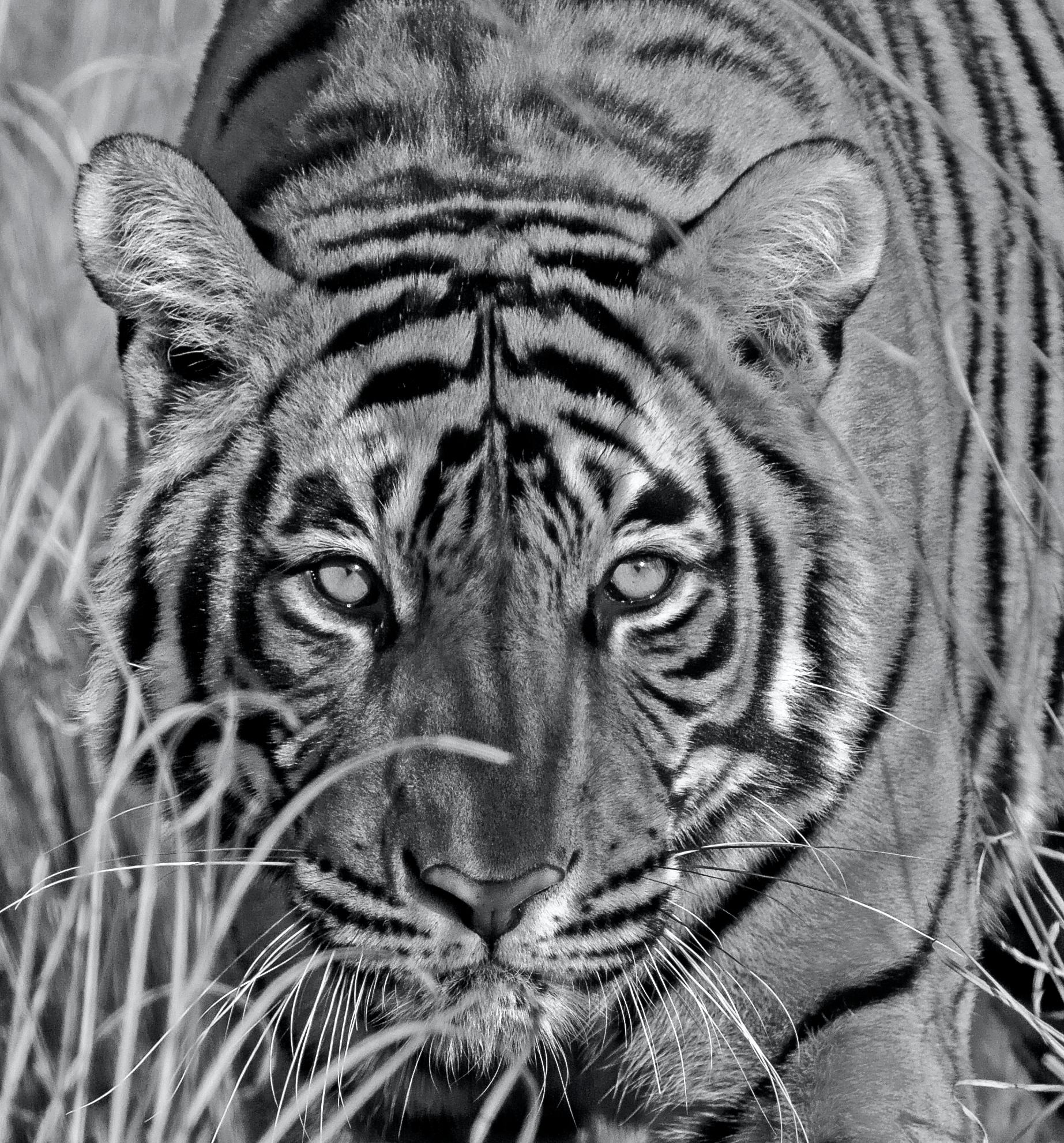 Wildlife Tiger Nature Very Large Black White Photograph Vintage India Forest - Gray Landscape Photograph by Aditya Dicky Singh