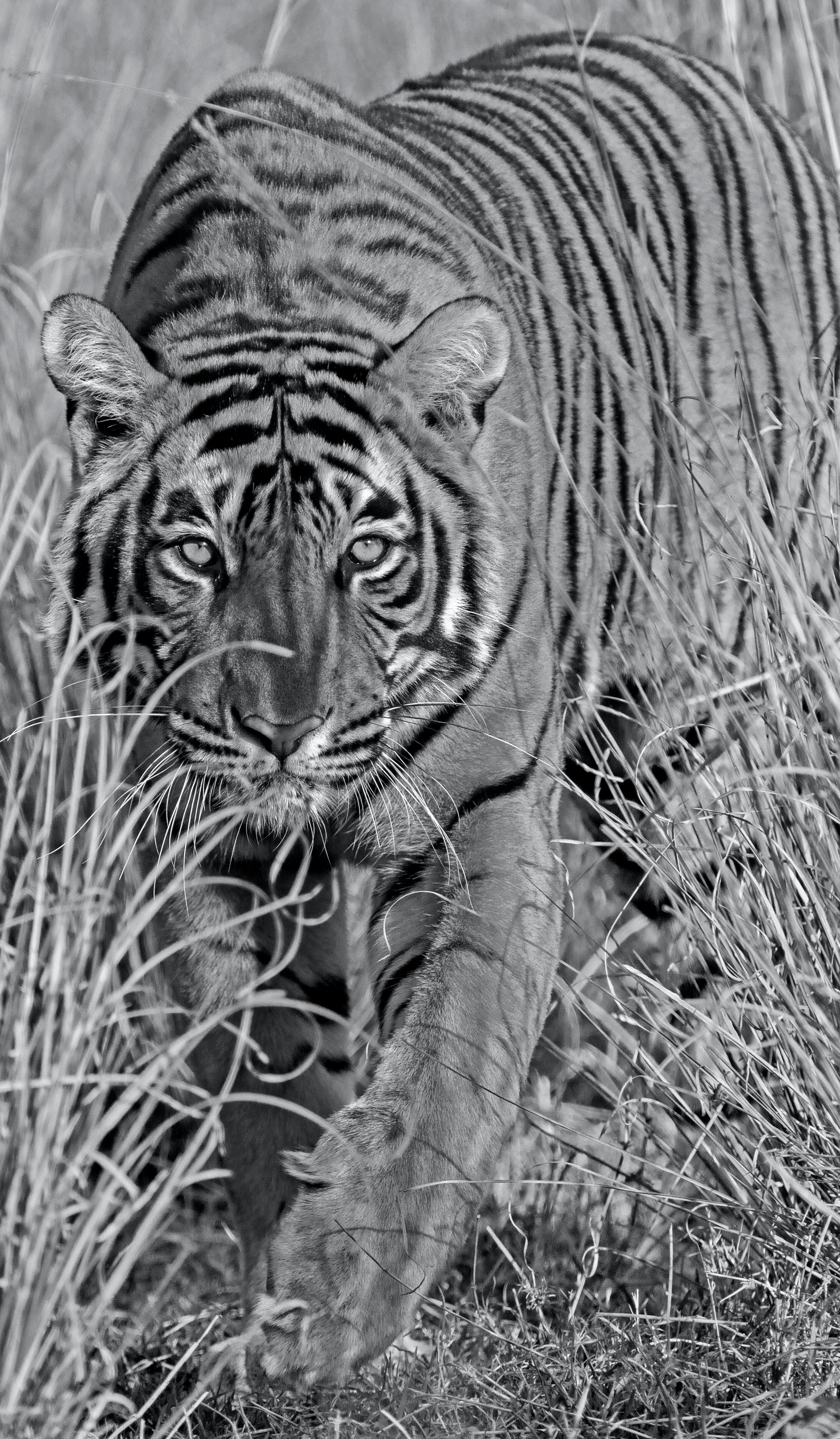 Wildlife Tiger Nature Very Large Black White Photograph Vintage India Forest For Sale 4