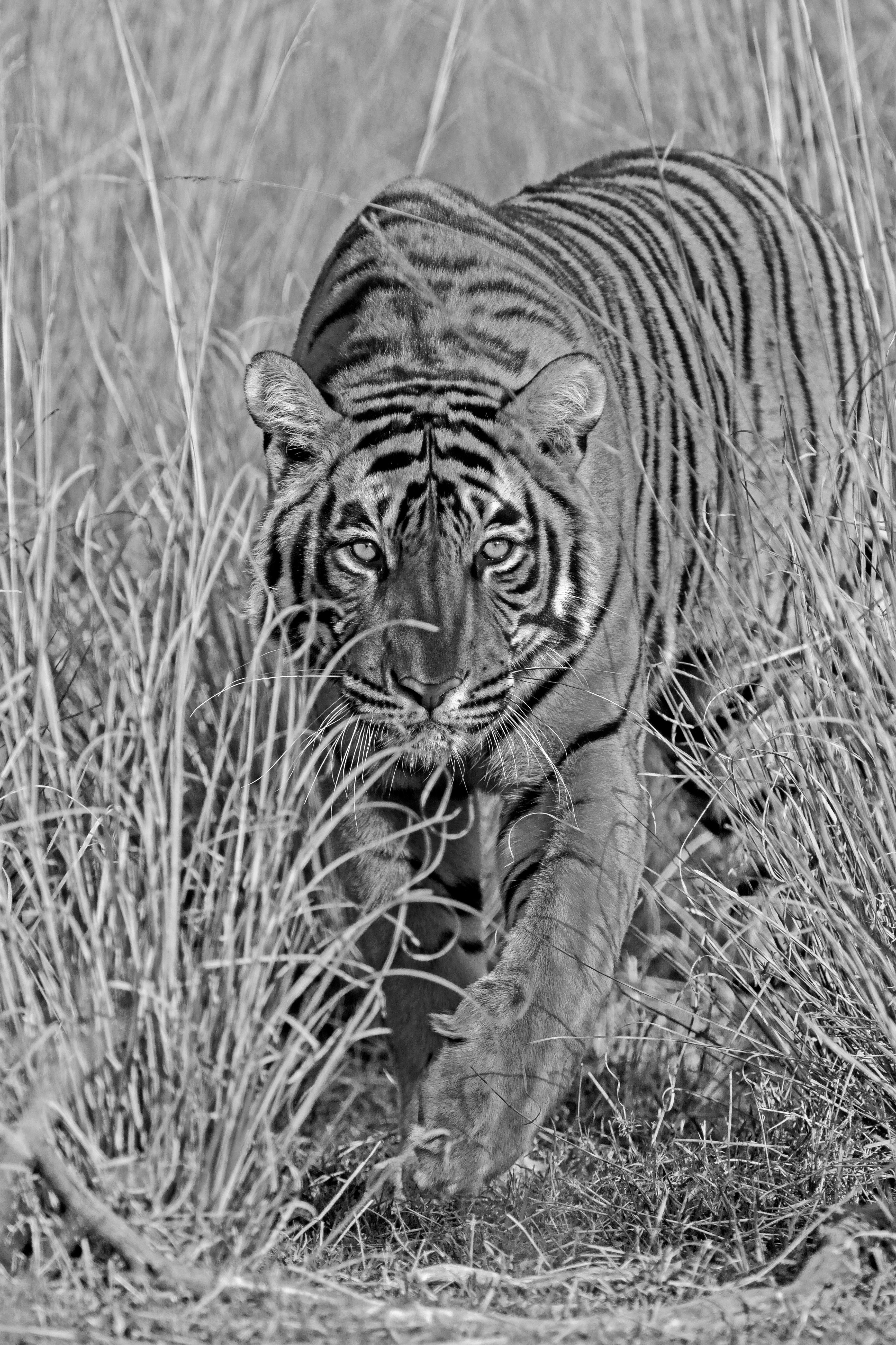 Wildlife Tiger Nature Very Large Black White Photograph Vintage India Forest For Sale 5