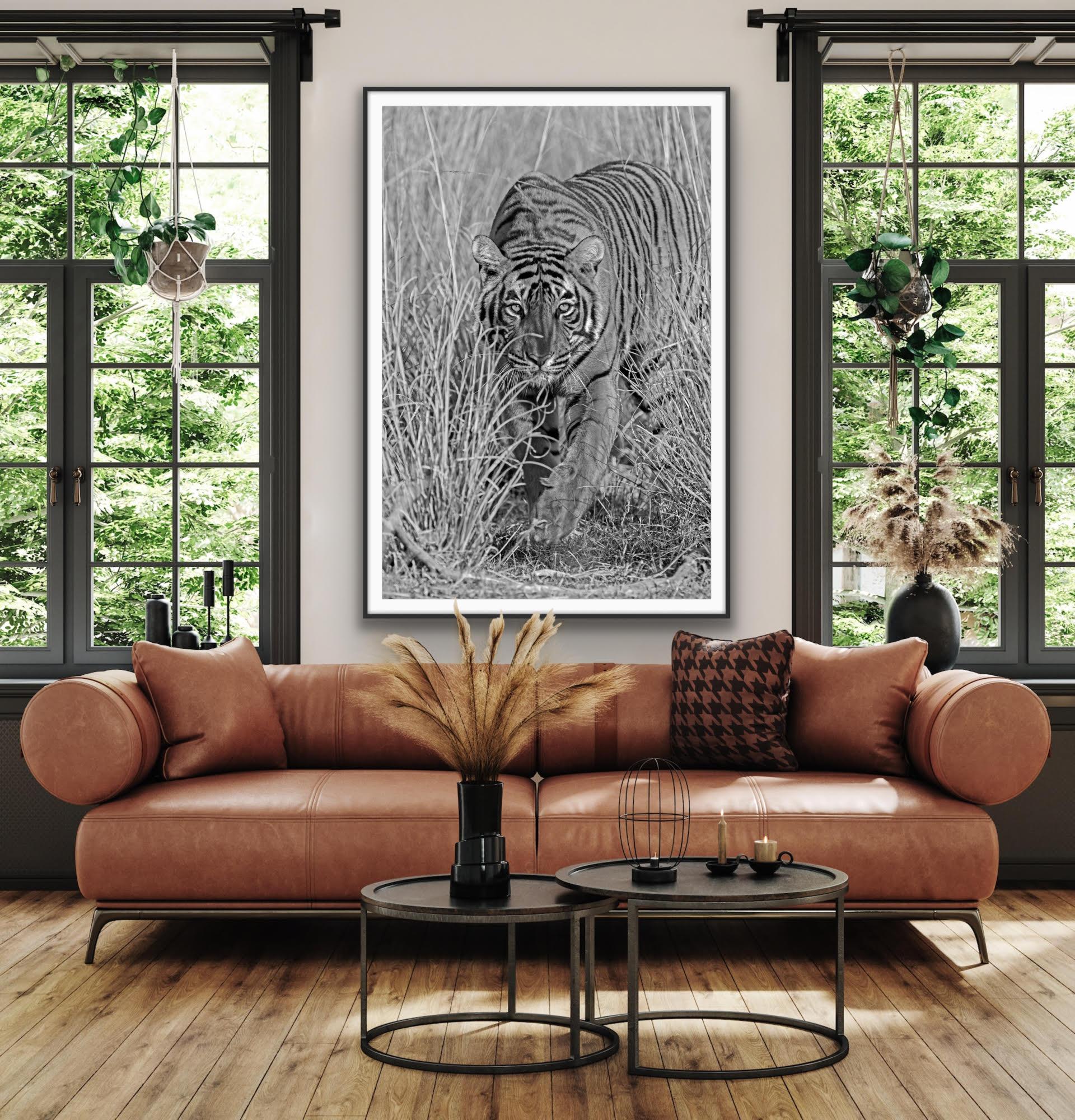 Wildlife Tiger Nature Very Large Black White Photograph Vintage India Forest For Sale 6