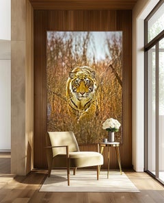 Wildlife Tiger Nature Very Large Colour Photograph India Forest