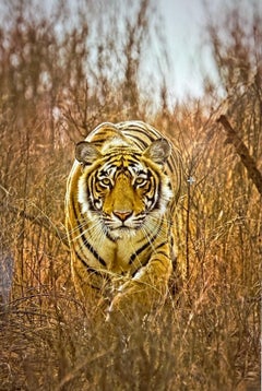 Wildlife Tiger Nature Very Large Colour Photograph India Forest