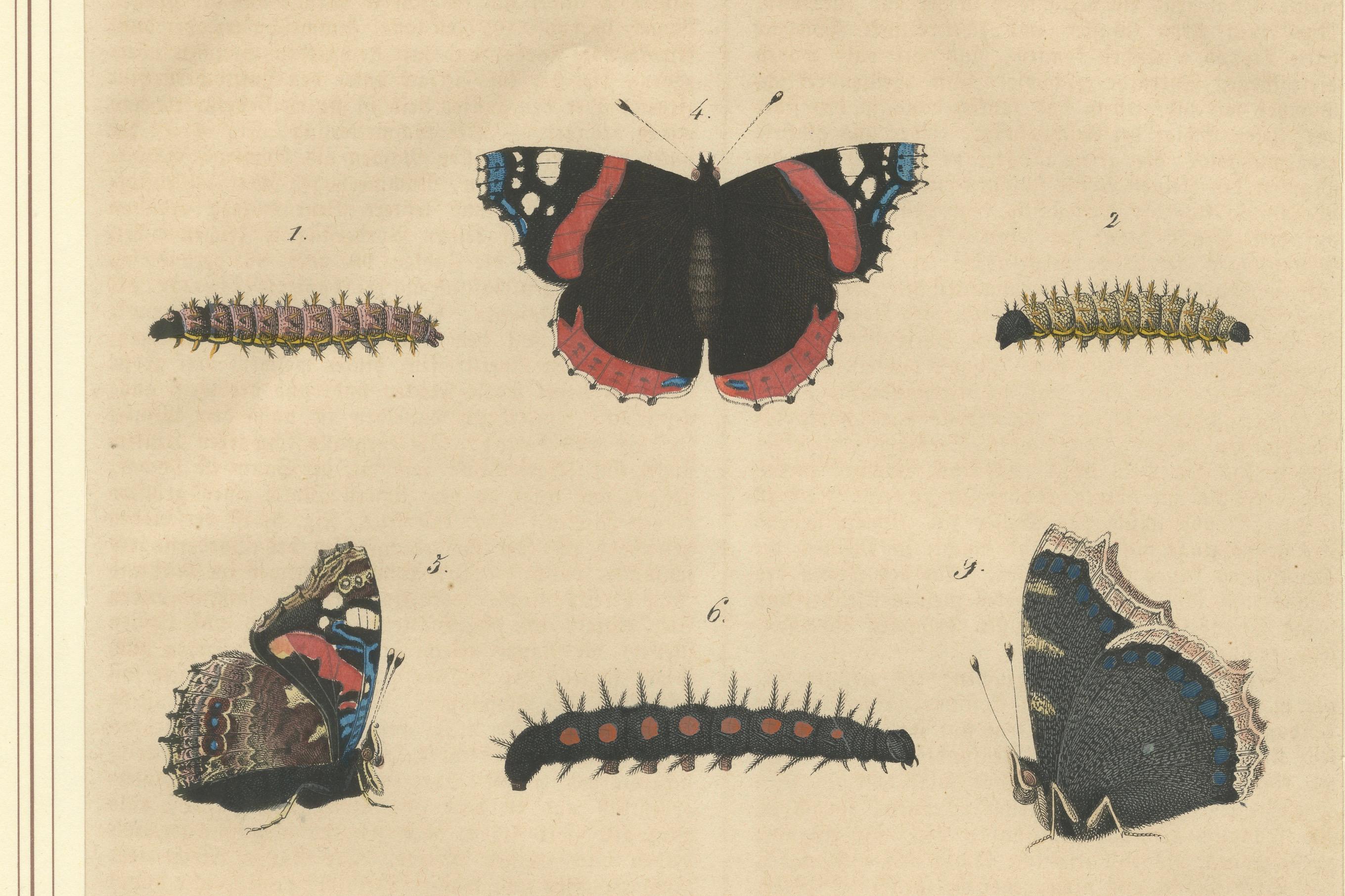 „Admiral Butterfly Lifecycle“ – handkolorierter Natural History Teller (1846) im Zustand „Gut“ im Angebot in Langweer, NL